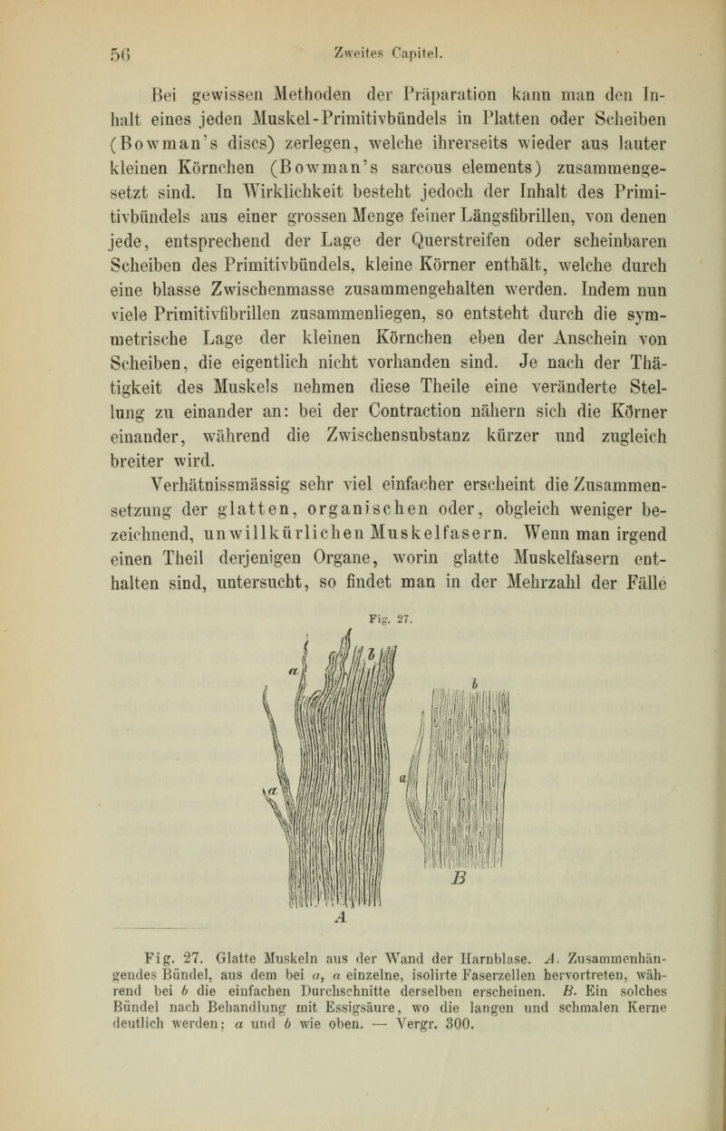 Bei gewissen Methoden der Präparation kann man den In- halt eines jeden Muskel-Primitivbündels in Platten oder Scheiben (Bowman's discs) zerlegen, welche ihrerseits wieder ans lauter kleinen Körnchen (Bowman's sarcous elements) zusammenge- setzt sind. In Wirklichkeit besteht jedoch der Inhalt des Primi- tivbündels aus einer grossen Menge feiner Längsfibrillen, von denen jede, entsprechend der Lage der Querstreifen oder scheinbaren Scheiben des Primitivbündels, kleine Körner enthält, welche durch eine blasse Zwischenmasse zusammengehalten werden. Indem nun viele Primitivfibrillen zusammenliegen, so entsteht durch die sym- metrische Lage der kleinen Körnchen eben der Anschein von Scheiben, die eigentlich nicht vorhanden sind. Je nach der Thä- tigkeit des Muskels nehmen diese Theile eine veränderte Stel- lung zu einander an: bei der Contraction nähern sich die Körner einander, während die Zwischensubstanz kürzer und zugleich breiter wird. Verhätnissmässig sehr viel einfacher erscheint die Zusammen- setzung der glatten, organischen oder, obgleich weniger be- zeichnend, unwillkürlichen Muskelfasern. Wenn man irgend einen Theil derjenigen Organe, worin glatte Muskelfasern ent- halten sind, untersucht, so findet man in der Mehrzahl der Fälle Fig. 27. Fig. 27. Glatte Muskeln aus der Wand der Harnblase. A. Zusammenhän- gendes Bündel, aus dem bei a, a einzelne, isolirte Faserzellen hervortreten, wäh- rend bei b die einfachen Durchschnitte derselben erscheinen. B. Ein solches Bündel nach Behandlung- mit Essigsäure, wo die langen und schmalen Kerne deutlich werden; a und 6 wie oben. — Vergr. 300.