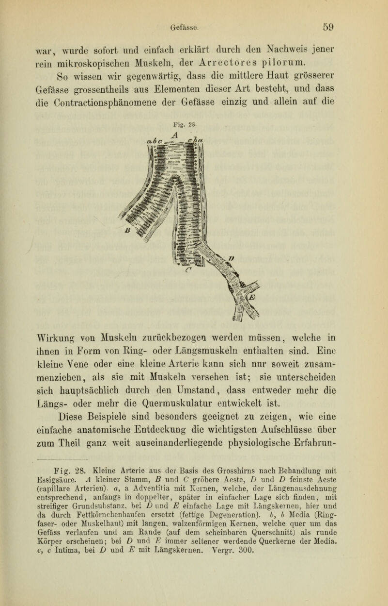 war, wurde sofort und einfach erklärt durch den Nachweis jener rein mikroskopischen Muskeln, der Arrectores pilorum. So wissen wir gegenwärtig, dass die mittlere Haut grösserer Gefässe grossentheils aus Elementen dieser Art besteht, und dass die Contractionsphänomene der Gefässe einzig und allein auf die Wirkung von Muskeln zurückbezogeu werden müssen, welche in ihnen in Form von Ring- oder Längsmuskeln enthalten sind. Eine kleine Vene oder eine kleine Arterie kann sich nur soweit zusam- menziehen, als sie mit Muskeln versehen ist; sie unterscheiden sich hauptsächlich durch den Umstand, dass entweder mehr die Längs- oder mehr die Quermuskulatur entwickelt ist. Diese Beispiele sind besonders geeignet zu zeigen, wie eine einfache anatomische Entdeckung die wichtigsten Aufschlüsse über zum Theil ganz weit auseinanderliegende physiologische Erfahrun- Fig. 28. Kleine Arterie aus der Basis des Grosshirns nach Behandlung mit Essigsäure. A kleiner Stamm, B und C gröbere Aeste, D und D feinste Aeste (capillare Arterien), a, a Adventifia mit Kernen, welche, der Längenausdehnung entsprechend, anfangs in doppelter, später in einfacher Lage sich finden, mit streifiger Grundsubstanz, bei D und E einfache Lage mit Längskemen, hier und da durch Fettkörnchenhaufen ersetzt (fettige Degeneration), b, b Media (Ring- faser- oder Muskelhaut) mit langen, walzenförmigen Kernen, welche quer um das Gefäss verlaufen und am Rande (auf dem scheinbaren Querschnitt) als runde Körper erscheinen; bei D und E immer seltener werdende Querkerne der Media. c, c Intima, bei D und E mit Längskernen. Vergr. 300.