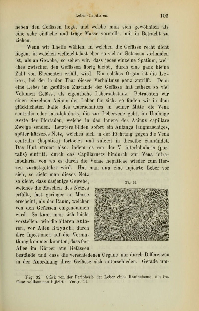 neben den Gefässen liegt, und welche man sich gewöhnlich als eine sehr einfache und träge Masse vorstellt, mit in Betracht zu ziehen. Wenn wir Theile wählen, in welchen die Gefässe recht dicht liegen, in welchen vielleicht fast eben so viel an Gefässen vorhanden ist, als an Gewebe, so sehen wir, dass jedes einzelne Spatium, wel- ches zwischen den Gefässen übrig bleibt, durch eine ganz kleine Zahl von Elementen erfüllt wird. Ein solches Organ ist die Le- ber, bei der in der That dieses Verhältniss ganz zutrifft. Denn eine Leber im gefüllten Zustande der Gefässe hat nahezu so viel Volumen Gefäss, als eigentliche Lebersubstanz. Betrachten wir einen einzelnen Acinus der Leber für sich, so finden wir in dem glücklichsten Falle des Querschnittes in seiner Mitte die Vena centralis oder intralobularis, die zur Lebervene geht, im Umfange Aeste der Pfortader, welche in das lauere des Acinus capillare Zweige senden. Letztere bilden sofort ein Anfangs langmaschiges, später kürzeres Netz, welches sich in der Richtung gegen die Vena centralis (hepatica) fortsetzt und zuletzt in dieselbe einmündet. Das Blut strömt also, indem es von der V. interlobularis (por- talis) eintritt, durch das Capillarnetz hindurch zur Vena intra- lobularis, von wo es durch die Venae hepaticae wieder zum Her- zen zurückgeführt wird. Hat man nun eine injicirte Leber vor sich, so sieht man dieses Netz so dicht, dass dasjenige Gewebe, Fig. 32. welches die Maschen des Netzes erfüllt, fast geringer an Masse erscheint, als der Raum, welcher von den Gefässen eingenommen wird. So kann man sich leicht vorstellen, wie die älteren Auto- ren, vor Allen Ruysch, durch ihre Injectionen auf die Vermu- thung kommen konnten, dass fast Alles im Körper aus Gefässen bestände und dass die verschiedenen Organe nur durch Differenzen in der Anordnung ihrer Gefässe sich unterschieden. Gerade um- Fig. 32. Stück von der Peripherie der Leber eines Kaninchens; die Ge- fässe vollkommen injicirt. Vergr. 11.