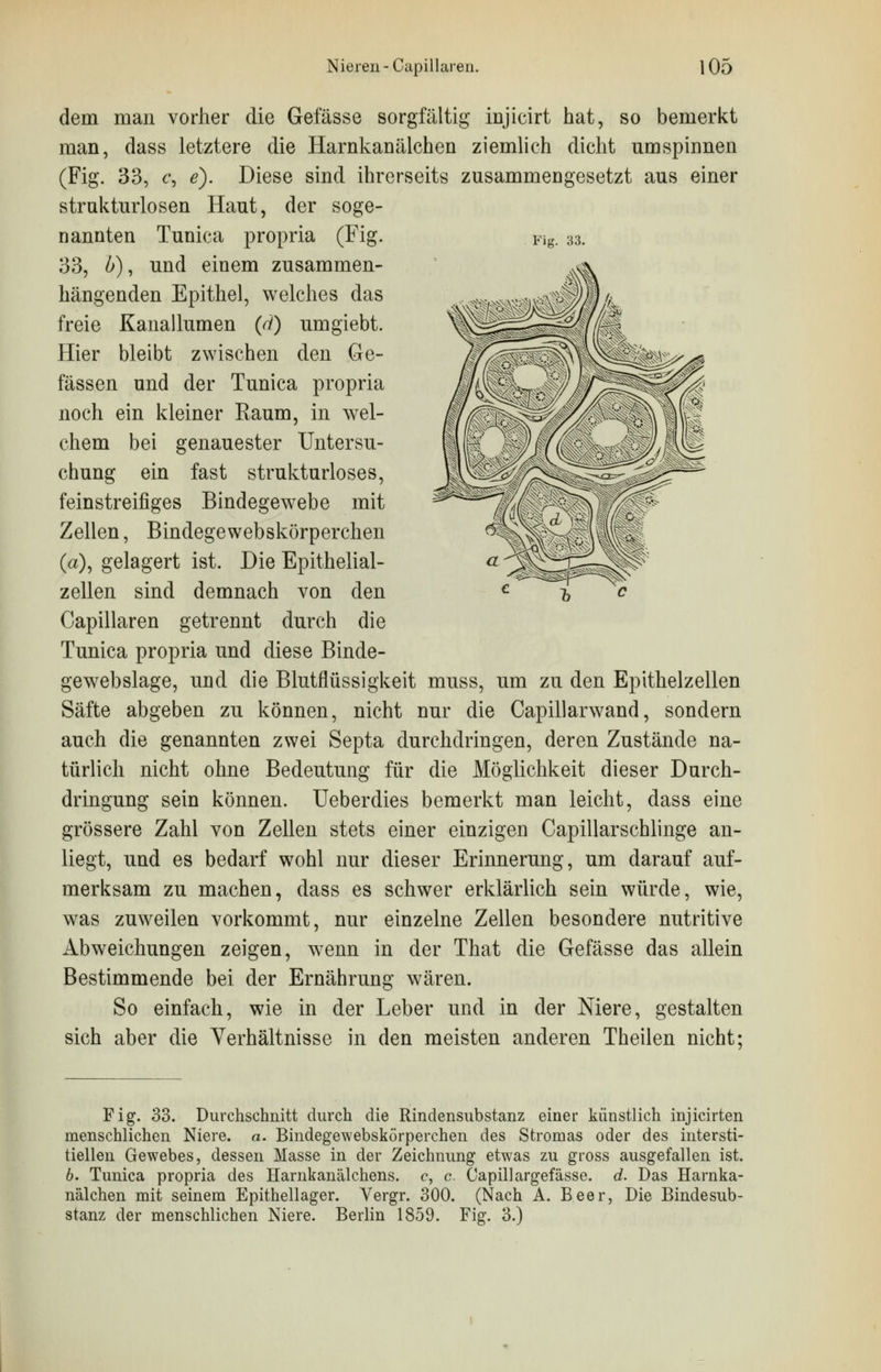 Fig. 33. dem man vorher die Gefässe sorgfältig injicirt hat, so bemerkt man, dass letztere die Harnkanälchen ziemlich dicht umspinnen (Fig. 33, c, e). Diese sind ihrerseits zusammengesetzt aus einer strukturlosen Haut, der soge- nannten Tunica propria (Fig. 33, ö), und einem zusammen- hängenden Epithel, welches das freie Kanallumen (d) umgiebt. Hier bleibt zwischen den Ge- fässen und der Tunica propria noch ein kleiner Kaum, in wel- chem bei genauester Untersu- chung ein fast strukturloses, feinstreifiges Bindegewebe mit Zellen, Bindegewebskörperchen (a), gelagert ist. Die Epithelial- zellen sind demnach von den Capillaren getrennt durch die Tunica propria und diese Binde- gewebslage, und die Blutflüssigkeit muss, um zu den Epithelzellen Säfte abgeben zu können, nicht nur die Capillarwand, sondern auch die genannten zwei Septa durchdringen, deren Zustände na- türlich nicht ohne Bedeutung für die Möglichkeit dieser Durch- dringung sein können. Ueberdies bemerkt man leicht, dass eine grössere Zahl von Zellen stets einer einzigen Capillarschlinge an- liegt, und es bedarf wohl nur dieser Erinnerung, um darauf auf- merksam zu machen, dass es schwer erklärlich sein würde, wie, was zuweilen vorkommt, nur einzelne Zellen besondere nutritive Abweichungen zeigen, wenn in der That die Gefässe das allein Bestimmende bei der Ernährung wären. So einfach, wie in der Leber und in der Niere, gestalten sich aber die Verhältnisse in den meisten anderen Theilen nicht; Fig. 33. Durchschnitt durch die Rindensubstanz einer künstlich injicirten menschlichen Niere, a. Bindegewebskörperchen des Stromas oder des intersti- tiellen Gewebes, dessen Masse in der Zeichnung etwas zu gross ausgefallen ist. 6. Tunica propria des Harnkanälchens. c, c. Capillargefässe. d. Das Harnka- nälchen mit seinem Epithellager. Vergr. 300. (Nach A. Beer, Die Bindesub- stanz der menschlichen Niere. Berlin 1859. Fig. 3.)
