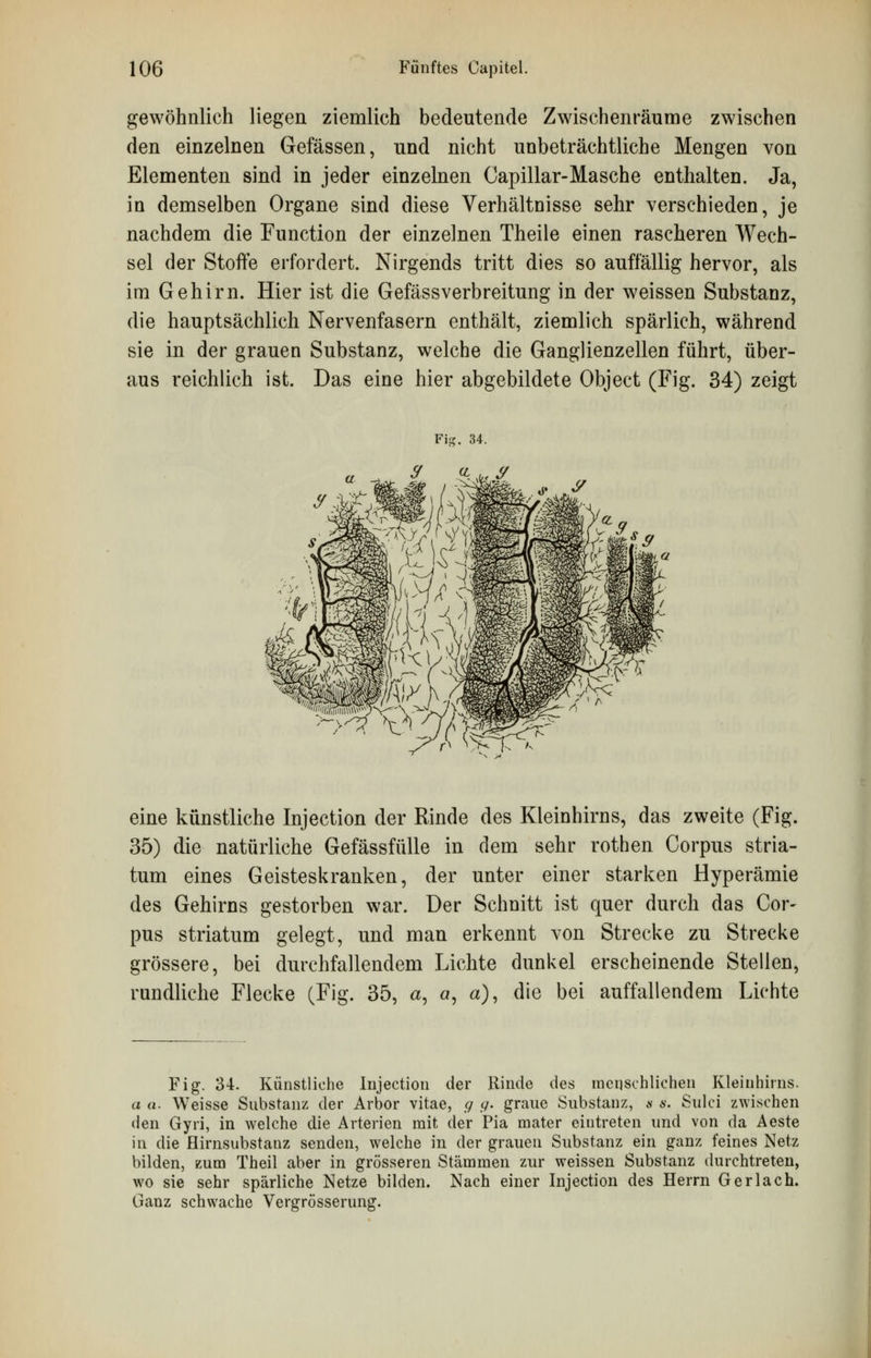 gewöhnlich liegen ziemlich bedeutende Zwischenräume zwischen den einzelnen Gefässen, und nicht unbeträchtliche Mengen von Elementen sind in jeder einzelnen Gapillar-Masche enthalten. Ja, in demselben Organe sind diese Verhältnisse sehr verschieden, je nachdem die Function der einzelnen Theile einen rascheren Wech- sel der Stoffe erfordert. Nirgends tritt dies so auffällig hervor, als im Gehirn. Hier ist die Gefässverbreitung in der weissen Substanz, die hauptsächlich Nervenfasern enthält, ziemlich spärlich, während sie in der grauen Substanz, welche die Ganglienzellen führt, über- aus reichlich ist. Das eine hier abgebildete Object (Fig. 34) zeigt eine künstliche Injection der Rinde des Kleinhirns, das zweite (Fig. 35) die natürliche Gefässfülle in dem sehr rothen Corpus stria- tum eines Geisteskranken, der unter einer starken Hyperämie des Gehirns gestorben war. Der Schnitt ist quer durch das Cor- pus striatum gelegt, und man erkennt von Strecke zu Strecke grössere, bei durchfallendem Lichte dunkel erscheinende Stellen, rundliche Flecke (Fig. 35, a, a, «), die bei auffallendem Lichte Fig. 34. Künstliche Injection der Rinde des menschlichen Kleinhirns. a u. Weisse Substanz der Arbor vitae, g g. graue Substanz, s s. Sulci zwischen den Gyri, in welche die Arterien mit der Pia mater eintreten und von da Aeste in die Hirnsubstanz senden, welche in der grauen Substanz ein ganz feines Netz bilden, zum Theil aber in grösseren Stämmen zur weissen Substanz durchtreten, wo sie sehr spärliche Netze bilden. Nach einer Injection des Herrn Ger lach. Ganz schwache Vergrösserung.
