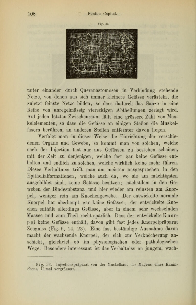 Fi?. 36. unter einander durch Queranastornosen in Verbindung stehende Netze, von denen aus sich immer kleinere Gefässe verästeln, die zuletzt feinste Netze bilden, so dass dadurch das Ganze in eine Reihe von unregelmässig viereckigen Abtheilungen zerlegt wird. Auf jeden letzten Zwischenraum fällt eine grössere Zahl von Mus- kelelementen, so dass die Gefässe an einigen Stellen die Muskel- fasern berühren, an anderen Stellen entfernter davon liegen. Verfolgt man in dieser Weise die Einrichtung der verschie- denen Organe und Gewebe, so kommt man von solchen, welche nach der Injection fast nur aus Gefässen zu bestehen scheinen, mit der Zeit zu denjenigen, welche fast gar keine Gefässe ent- halten und endlich zu solchen, welche wirklich keine mehr führen. Dieses Verhältniss trifft man am meisten ausgesprochen in den Epithelialformationen, welche auch da, wo sie am mächtigsten ausgebildet sind, keine Gefässe besitzen; nächstdem in den Ge- weben der Bindesubstanz, und hier wieder am reinsten am Knor- pel, weniger rein am Knochengewebe. Der entwickelte normale Knorpel hat überhaupt gar keine Gefässe; der entwickelte Kno- chen enthält allerdings Gefässe, aber in einem sehr wechselnden Maasse und zum Theil recht spärlich. Dass der entwickelte Knor- pel keine Gefässe enthält, davon gibt fast jedes Knorpelpräparat Zeugniss (Fig. 9, 14, 23). Eine fast beständige Ausnahme davon macht der wachsende Knorpel, der sich zur Verknöcherung an- schickt, gleichviel ob im physiologischen oder pathologischen Wege. Besonders interessant ist das Verhältniss an jungem, wach- Fig. 36. Injectionspräparat von der Muskelhaut des Magens eines Kanin- ehens, 11 mal vergrössert.