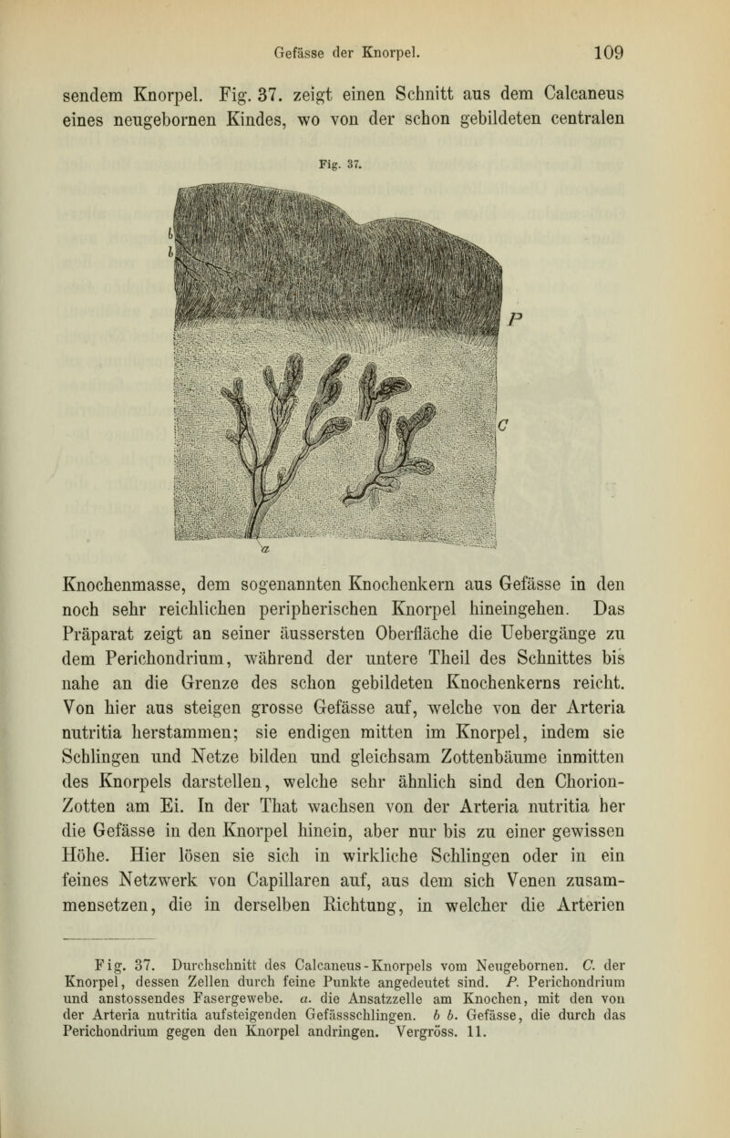 sendem Knorpel. Fig. 37. zeigt einen Schnitt aus dem Calcaneus eines neugebornen Kindes, wo von der schon gebildeten centralen Fig. 37. \C J:// a '-'■ Knochenmasse, dem sogenannten Knochenkern aus Gefässe in den noch sehr reichlichen peripherischen Knorpel hineingehen. Das Präparat zeigt an seiner äussersten Oberfläche die Uebergänge zu dem Perichondrium, während der untere Theil des Schnittes bis nahe an die Grenze des schon gebildeten Knochenkerns reicht. Von hier aus steigen grosse Gefässe auf, welche von der Arteria nutritia herstammen; sie endigen mitten im Knorpel, indem sie Schlingen und Netze bilden und gleichsam Zottenbäume inmitten des Knorpels darstellen, welche sehr ähnlich sind den Chorion- Zotten am Ei. In der That wachsen von der Arteria nutritia her die Gefässe in den Knorpel hinein, aber nur bis zu einer gewissen Höhe. Hier lösen sie sich in wirkliche Schlingen oder in ein feines Netzwerk von Capillaren auf, aus dem sich Venen zusam- mensetzen, die in derselben Richtung, in welcher die Arterien Fig. 37. Durchschnitt des Calcaneus - Knorpels vom Neugebornen. C. der Knorpel, dessen Zellen durch feine Punkte angedeutet sind. P. Perichondrium und anstossendes Fasergewebe, a. die Ansatzzelle am Knochen, mit den von der Arteria nutritia aufsteigenden Gefässschlingen. b b. Gefässe, die durch das Perichondrium gegen den Knorpel andringen. Vergröss. 11.