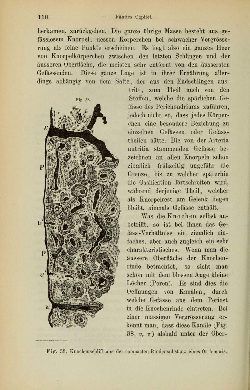 Fiar. 38 herkamen, zurückgehen. Die ganze übrige Masse besteht ans ge- fässlosem Knorpel, dessen Körperchen bei schwacher Vergrösse- rung als feine Punkte erscheinen. Es liegt also ein ganzes Heer von Knorpelkörperchen zwischen den letzten Schlingen und der äusseren Oberfläche, die meisten sehr entfernt von den äussersten Gefässenden. Diese ganze Lage ist in ihrer Ernährung aller- dings abhängig von dem Safte, der aus den Endschlingen aus- tritt, zum Theil auch von den Stoffen, welche die spärlichen Ge- fässe des Perichondriums zuführen, jedoch nicht so, dass jedes Körper- chen eine besondere Beziehung zu einzelnen Gefässen oder Gefäss- theilen hätte. Die von der Arteria nutritia stammenden Gefässe be- zeichnen an allen Knorpeln schon ziemlich frühzeitig ungefähr die Grenze, bis zu welcher späterhin die Ossifikation fortschreiten wird, während derjenige Theil, welcher als Knorpelrest am Gelenk liegen bleibt, niemals Gefässe enthält. Was die Knochen selbst an- betrifft, so ist bei ihnen das Ge- fäss -Verhältniss ein ziemlich ein- faches, aber auch zugleich ein sehr charakteristisches. Wenn man die äussere Oberfläche der Knochen- rinde betrachtet, so sieht man schon mit dem blossen Auge kleine Löcher (Poren). Es sind dies die Oeffnungen von Kanälen, durch welche Gefässe aus dem Periost in die Knochenrinde eintreten. Bei einer massigen Yergrösserung er- kennt man, dass diese Kanäle (Fig. 38, v, v') alsbald unter der Ober- Fig. 38. .Knochenschliff ans der compacten Rindensubstanz eines Os femoris.