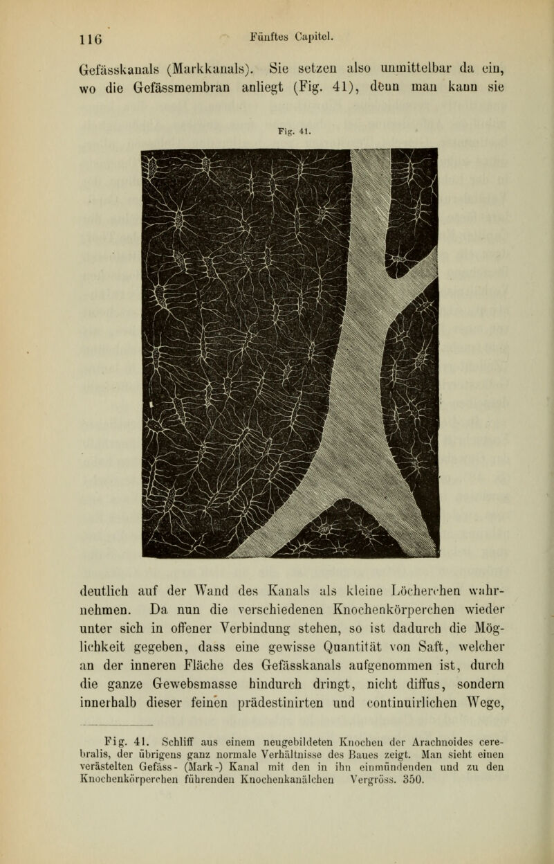 Gefässkanals (Markkanals). Sie setzen also unmittelbar da ein, wo die Gefässrnembran anliegt (Fig. 41), denn man kann sie Fig. 41. deutlich auf der Wand des Kanals als kleine Löeherchen wahr- nehmen. Da nun die verschiedenen Knochenkörperchen wieder unter sich in offener Verbindung stehen, so ist dadurch die Mög- lichkeit gegeben, dass eine gewisse Quantität von Saft, welcher an der inneren Fläche des Gefässkanals aufgenommen ist, durch die ganze Gewebsmasse hindurch dringt, nicht diffus, sondern innerhalb dieser feinen prädestinirten und continuirlichen Wege, Fig. 41. Schliff aus einem neugebildeten Knochen der Arachnoides cere- bralis, der übrigens ganz normale Verhältnisse des Baues zeigt. Man sieht einen verästelten Gefäss- (Mark-) Kanal mit den in ihn einmündenden und zu den Knochenkörperchen führenden Knochenkanälchen Vergross. 350.