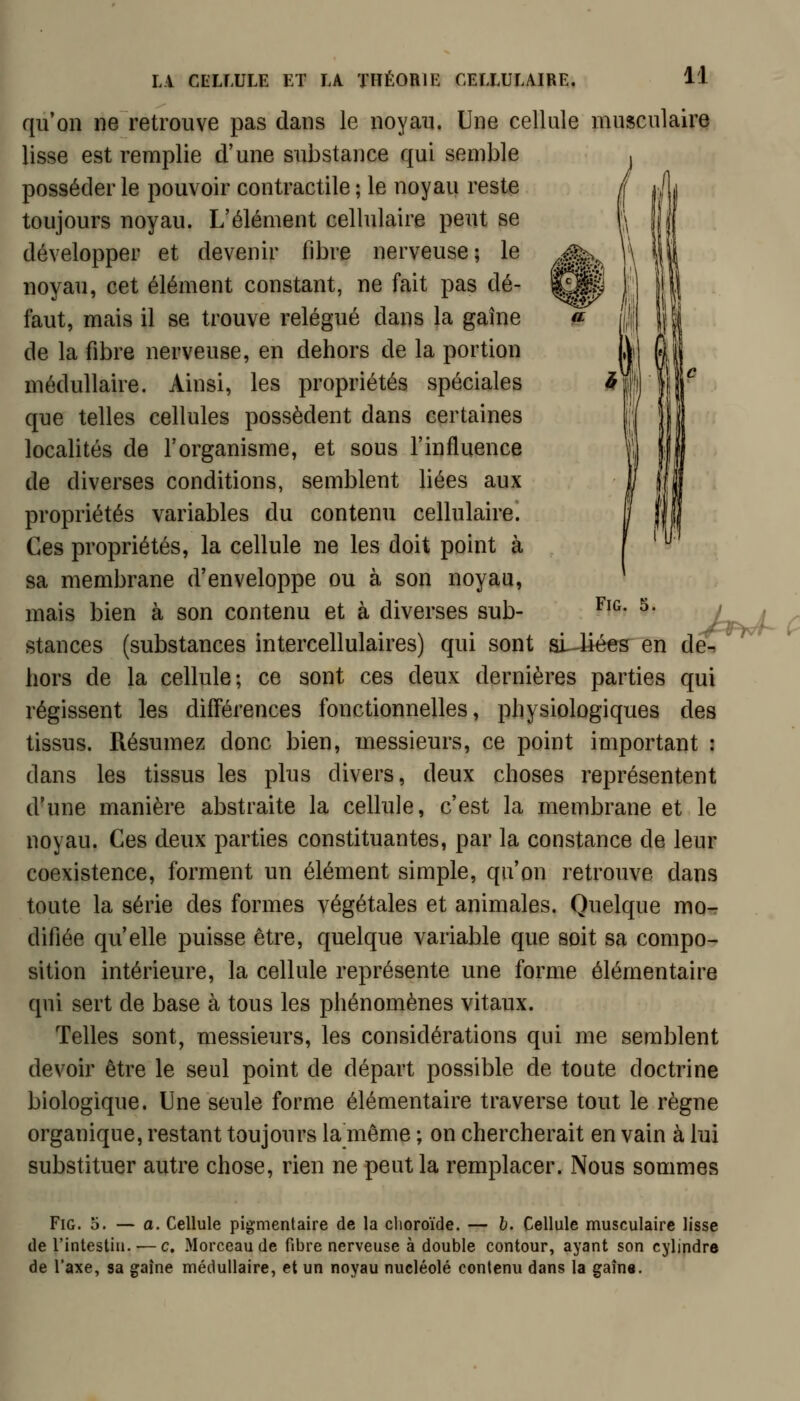 FiG. 5. qu'on ne retrouve pas dans le noyau. Une cellule musculaire lisse est remplie d'une substance qui semble posséder le pouvoir contractile; le noyau reste toujours noyau. L'élément cellulaire peut se développer et devenir fibre nerveuse; le noyau, cet élément constant, ne fait pas dé- faut, mais il se trouve relégué dans la gaine de la fibre nerveuse, en dehors de la portion médullaire. Ainsi, les propriétés spéciales que telles cellules possèdent dans certaines localités de l'organisme, et sous l'influence de diverses conditions, semblent liées aux propriétés variables du contenu cellulaire. Ces propriétés, la cellule ne les doit point à sa membrane d'enveloppe ou à son noyau, mais bien à son contenu et à diverses sub- stances (substances intercellulaires) qui sont sUiées en de-^ hors de la cellule; ce sont ces deux dernières parties qui régissent les différences fonctionnelles, physiologiques des tissus. Résumez donc bien, messieurs, ce point important : dans les tissus les plus divers, deux choses représentent d'une manière abstraite la cellule, c'est la membrane et le noyau. Ces deux parties constituantes, par la constance de leur coexistence, forment un élément simple, qu'on retrouve dans toute la série des formes végétales et animales. Quelque mo-r difiée qu'elle puisse être, quelque variable que soit sa compo- sition intérieure, la cellule représente une forme élémentaire qui sert de base à tous les phénomènes vitaux. Telles sont, messieurs, les considérations qui me semblent devoir être le seul point de départ possible de toute doctrine biologique. Une seule forme élémentaire traverse tout le règne organique, restant toujours la même ; on chercherait en vain à lui substituer autre chose, rien ne peut la remplacer. Nous sommes A^^ FiG. 5. — a. Cellule pigmentaire de la clioroïde. — 6. Cellule musculaire lisse de l'intestin. — c. Morceau de fibre nerveuse à double contour, ayant son cylindre de l'axe, sa gaine médullaire, et un noyau nucléole contenu dans la gaîn«.