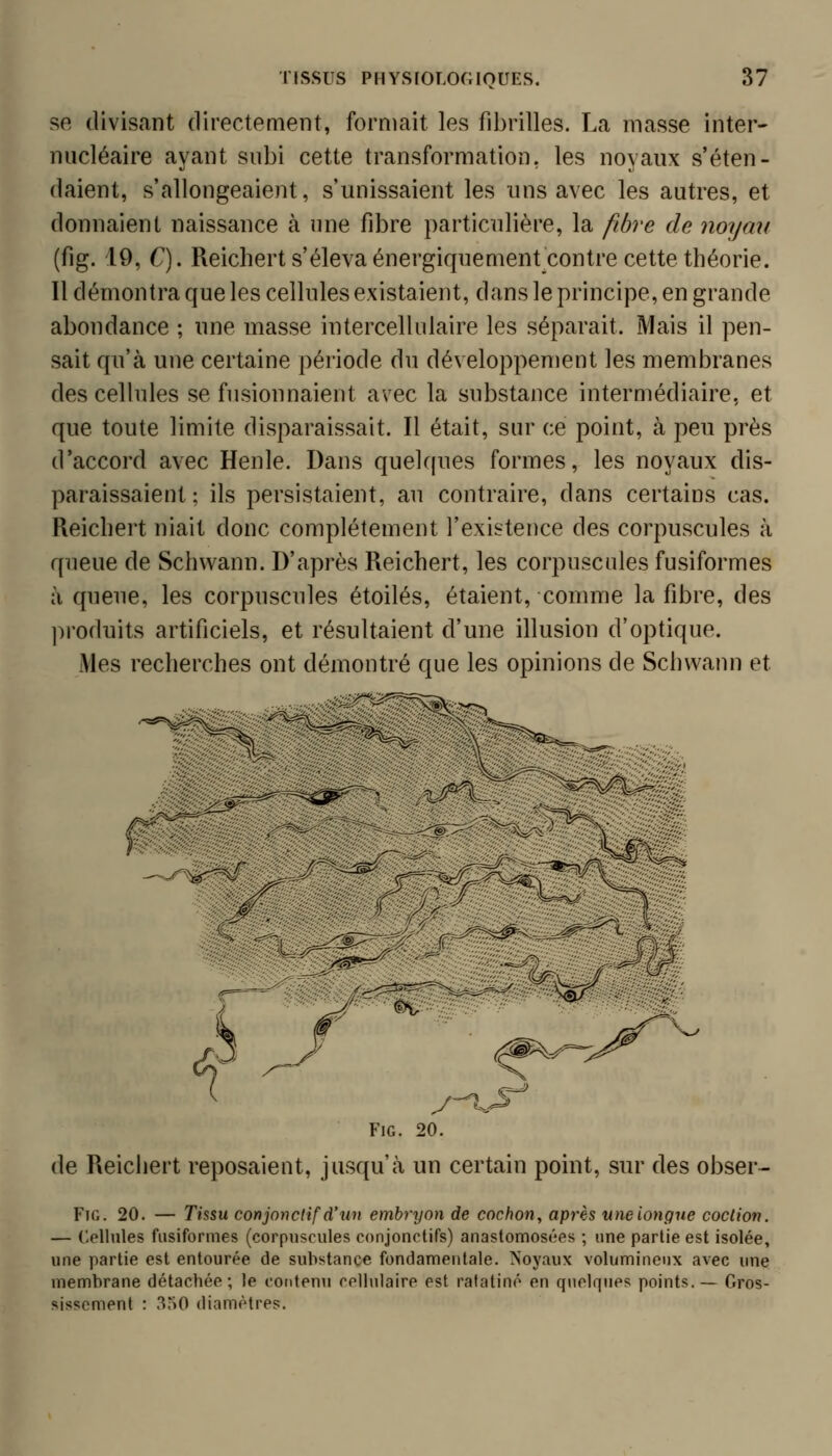 se divisant directement, formait les fibrilles. La masse inter- nucléaire ayant subi cette transformation, les noyaux s'éten- daient, s'allongeaient, s'unissaient les ims avec les autres, et donnaient naissance à une fibre particulière, la fibre de noyrm (fig. 19, C). Reichert s'éleva énergiquementcontre cette théorie. Il démontra que les cellules existaient, dans le principe, en grande abondance ; une masse intercellidaire les séparait. Mais il pen- sait qu'à une certaine période du développement les membranes des celhiles se fusionnaient avec la substance intermédiaire, et que toute limite disparaissait. Il était, sur ce point, à peu près d'accord avec Henle. Dans quelffues formes, les noyaux dis- paraissaient; ils persistaient, au contraire, dans certains cas. Reichert niait donc complètement l'existence des corpuscules à queue de Schwann. D'après Reichert, les corpuscules fusiformes à queue, les corpuscules étoiles, étaient, comme la fibre, des ])roduits artificiels, et résultaient d'une illusion d'optique. iMes recherches ont démontré que les opinions de Schwann et ^y^^ jC, H _,X -r -- ^ - . Fig. 20. de Reichert reposaient, jusqu'à un certain point, sur des obser- FiG. 20. — Tmu conjoyictifd'un embryon de cochon, api'ès une longue coction. — Cellules fusiformes (corpuscules conjonctifs) anastomosées ; une partie est isolée, une partie est entourée de substance fondamentale. Noyaux volumineux avec une membrane détachée; le contenu celhilaire est ratatiné en quelques points.— Gros- sissement : 350 diamètres.