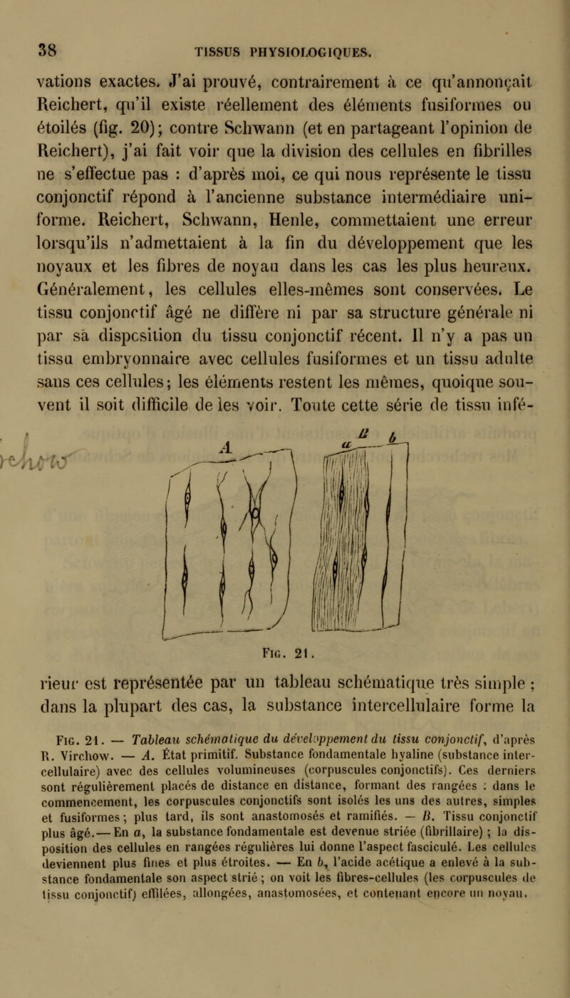 valions exactes. J'ai prouvé, contrairement à ce qu'annonçait Reichert, qu'il existe réellement des éléments fusiformes ou étoiles (fig. 20); contre Schwann (et en partageant l'opinion de Reichert), j'ai fait voir que la division des cellules en fibrilles ne s'effectue pas : d'après moi, ce qui nous représente le tissu conjonctif répond à l'ancienne substance intermédiaire uni- forme. Reichert, Schwann, Henle, commettaient une erreur lorsqu'ils n'admettaient à la fin du développement que les noyaux et les fibres de noyaa dans les cas les plus heureux. Généralement, les cellules elles-mêmes sont conservées. Le tissu conjonctif âgé ne diffère ni par sa structure générale ni par sa dispcsilion du tissu conjonctif récent. 11 n'y a pas un tissu embrvonnaire avec cellules fusiformes et un tissu adulte sans ces cellules; les éléments restent les mêmes, quoique sou- vent il soit difficile tleîes voir. Toute cette série de tissu infé- Yt4iù^ ^' ù Fig. 21. lieur est représentée par un tableau schématique très simple ; dans la plupart des cas, la substance intercellulaire forme la Fig. 21. — Tableau schématique du développement du tissu conjonctif^ d'après K. Virchow. — A. État primitif. Substance fondamentale hyaline (substance inler- cellulaire) avec des cellules volumineuses (corpuscules conjonctifs). Ces derniers sont régulièrement placés de distance en distance, formant des rangées : dans le commencement, les corpuscules conjonctifs sont isolés les uns des autres, simples et fusiformes; plus tard, ils sont anastomosés et ramifiés. — B. Tissu conjonctif plus âgé.— En a, la substance fondamentale est devenue striée (fibrillaire) ; lu dis- position des cellules en rangées régulières lui donne l'aspect fascicule. Les cellules deviennent plus fines et plus étroites. — En 6, l'acide acétique a enlevé à la sub- stance fondamentale son aspect strié ; on voit les fibres-cellules (les corpuscules de tissu conjonctif; effilées, allongées, anastomosées, et contenant encore un noyau.