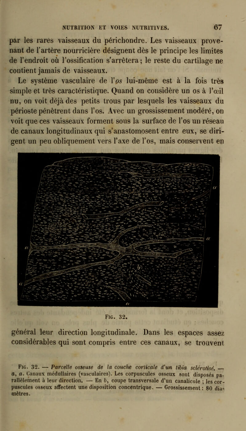 par les rares vaisseaux du périchondre. Les vaisseaux prove- nant de l'artère nourricière désignent dès le principe les limites de l'endroit où l'ossification s'arrêtera; le reste du cartilage ne contient jamais de vaisseaux. Le système vasculaire de Vos lui-même est à la fois très simple et très caractéristique. Quand on considère un os à l'œil nu, on voit déjà des petits trous par lesquels les vaisseaux du périoste pénètrent dans l'os. Avec un grossissement modéré, on voit que ces vaisseaux forment sous la surface de l'os un réseau de canaux longitudinaux qui s'anastomosent entre eux, se diri- gent un peu obliquement vers l'axe de l'os, mais conservent en FiG. 32. général leur direction longitudinale. Dans les espaces assez considérables qui sont compris entre ces canaux, se trouvent FiG. 32. — Parcelle osseuse de la couche corticale d'un tibia sclérotisé. — a, a. Canaux médullaires (vasculaires). Les corpuscules osseux sont disposés pa- rallèlement à leur direction. — En b, coupe transversale d'un canalicule ; les cor- puscules osseux aflFectent une disposition concentrique. — Grossissement : 80 dia= mètres.