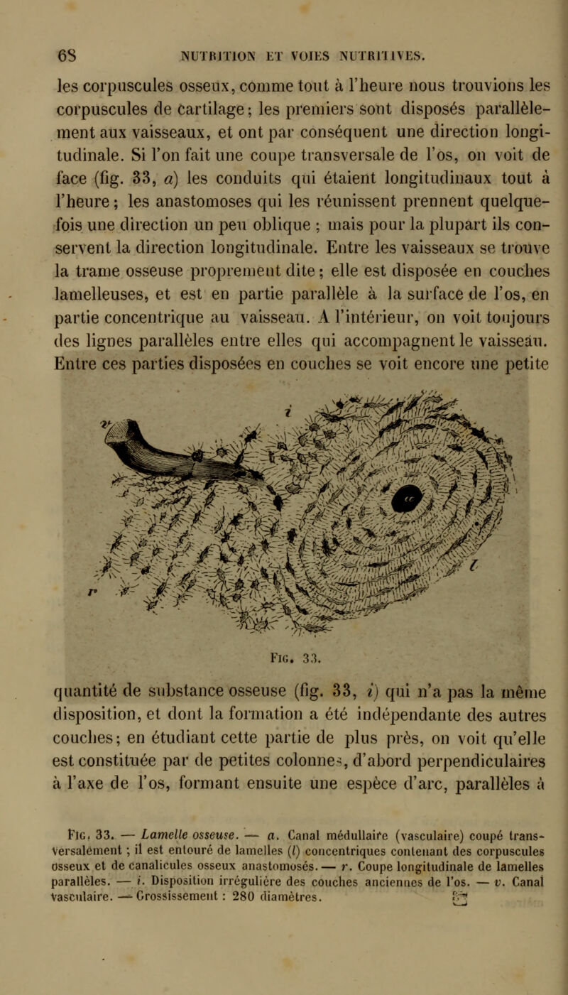 I les corpuscules osseux, comme tout à l'heure nous trouvions les corpuscules de cartilage ; les premiers sont disposés parallèle- ment aux vaisseaux, et ont par conséquent une direction longi- tudinale. Si l'on fait une coupe transversale de l'os, on voit de face (fig. 33, a) les conduits qui étaient longitudinaux tout à l'heure; les anastomoses qui les réunissent prennent quelque- fois une direction un peu oblique ; mais pour la plupart ils con- servent la direction longitudinale. Entre les vaisseaux se trouve la trame osseuse propren)ent dite ; elle est disposée en couches lamelleuses, et est en partie parallèle à la surface de l'os, en partie concentrique au vaisseau. A l'intérieur, on voit toujours des lignes parallèles entre elles qui accompagnent le vaisseau. Entre ces parties disposées en couches se voit encore une petite ;dAV^:^i^^Kn?^^îgJ^ <vx /- ,\-j- Fig. 33. quantité de substance osseuse (fig. 33, i) qui n'a pas la même disposition, et dont la formation a été indépendante des autres couches; en étudiant cette partie de plus près, on voit qu'elle est constituée par de petites colonne-, d'abord perpendiculaires à l'axe de l'os, formant ensuite une espèce d'arc, parallèles à FlG. 33. — Lamelle osseuse. — a. Canal méduUaife (vasculaire) coupé trans- Versalénient ; il est entouré de lamelles (/) concentriques contenant des corpuscules osseux et de canalicules osseux anastomosés.— r. Coupe longitudinale de lamelles parallèles. — i. Disposition irrégulière des couches anciennes de l'os. — v. Canal Vasculaire. -^Grossissement : 280 diamètres. f.^