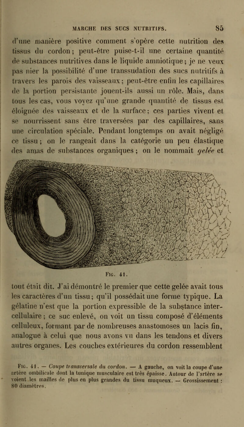 d'iiiie manière positive comment s'opère cette nutrition des tissus du cordon; peut-être puise-t-il une certaine quantité de substances nutritives dans le liquide amniotique; je ne veux pas nier Ja possibilité d'une transsudation des sucs nutritifs à travers les parois des vaisseaux; peut-être enfin les capillaires de la portion persistante jouent-ils aussi un rôle. Mais, dans tous les cas, vous voyez qu'une grande quantité de tissus est éloignée des vaisseaux et de la surface ; ces parties vivent et se nourrissent sans être traversées par des capillaires, sans une circulation spéciale. Pendant longtemps on avait négligé ce tissu ; on le rangeait dans la catégorie un peu élastique des amas de substances organiques ; on le nommait cjelée et FiG. 41. tout était dit. J'ai démontré le premier que cette gelée avait tous les caractères d'un tissu; qu'il possédait une forme typique. La gélatine n'est que la portion expressible de la substance inter- cellulaire ; ce suc enlevé, on voit un tissu composé d'éléments celluleux, formant par de nombreuses anastomoses un lacis fin, analogue à celui que nous avons vu dans les tendons et divers autres organes. Les couches extérieures du cordon ressemblent FiG. 41. — Cowpe transversale du cordon. — A gauche, on voit la coupe d'une artère ombilicale dont la tunique musculaire est très épaisse. Autour de l'artère se voient les mailles de plus en plus grandes du tissu muqueux. — Grossissement : 80 diamètres.