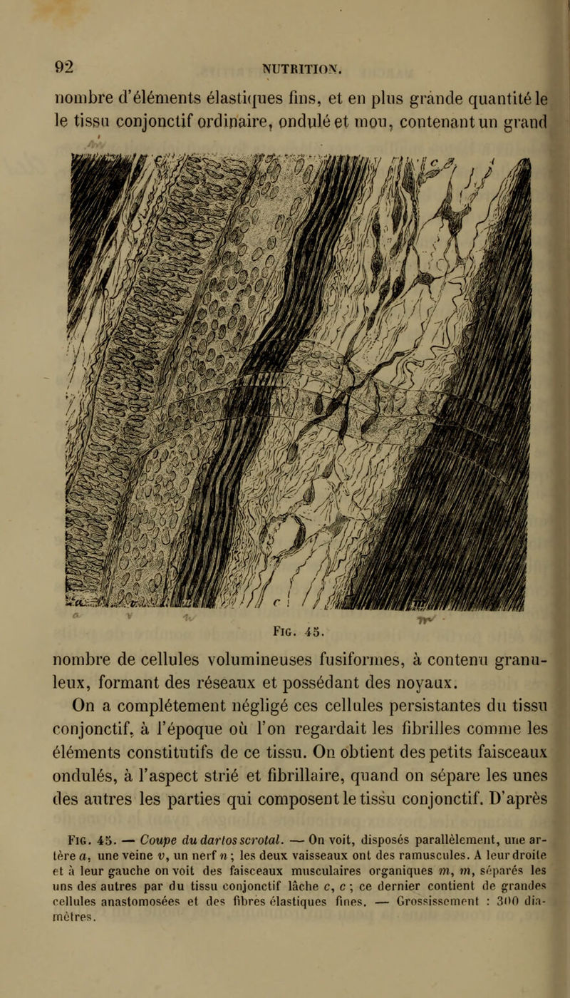 nombre d'éléments élasti(|ues fins, et en pins grande quantité le le tissu çonjonctif ordinaire, ondulé et mou, contenant un grand « .4v FiG. 45. rr^ nombre de cellules volumineuses fusiformes, à contenu granu- leux, formant des réseaux et possédant des noyaux. On a complètement négligé ces cellules persistantes du tissu conjonctif, à l'époque où l'on regardait les fibrilles comme les éléments constitutifs de ce tissu. On obtient des petits faisceaux ondulés, à l'aspect strié et fibrillaire, quand on sépare les unes des autres les parties qui composent le tissu conjonctif. D'après FiG. 45. — Coupe dudarlosscrotal. — On voit, disposés parallèlement, une ar- tère a, une veine v, un nerf n; les deux vaisseaux ont des ramuscules. A leur droite et à leur gauche on voit des faisceaux musculaires organiques m, m, séparés les uns des autres par du tissu conjonctif lâche c, c ; ce dernier contient de grandes cellules anastomosées et des fibres élastiques fines. — Grossisscnir-nt : 300 dia- mètres.