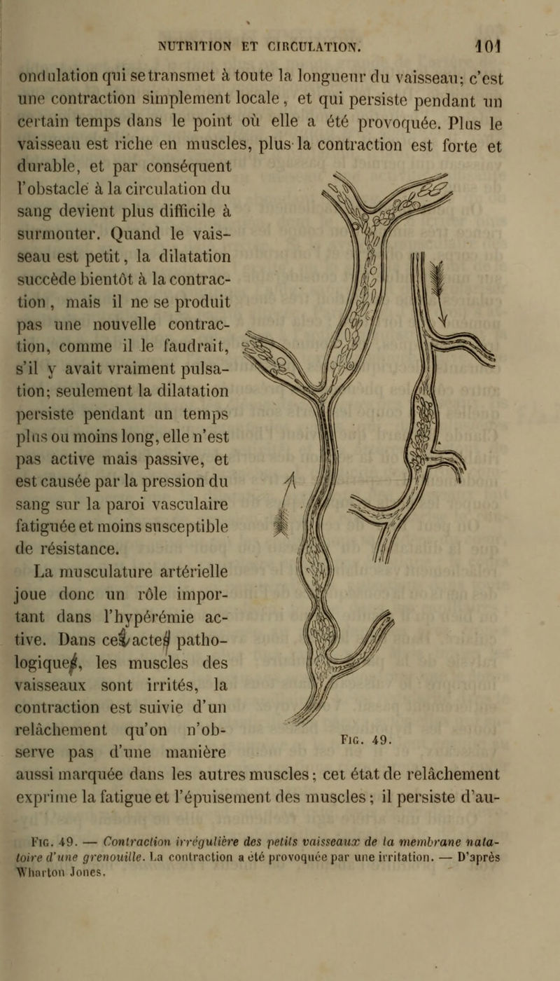 ondnlation qui se transmet à toute la longueur du vaisseau; c'est une contraction simplement locale, et qui persiste pendant un certain temps dans le point où elle a été provoquée. Plus le vaisseau est riche en muscles, plus la contraction est forte et durable, et par conséquent l'obstacle à la circulation du sang devient plus difficile à surmonter. Quand le vais- seau est petit, la dilatation succède bientôt à la contrac- tion , mais il ne se produit pas une nouvelle contrac- tion, comme il le faudrait, s'il y avait vraiment pulsa- tion; seulement la dilatation persiste pendant un temps plus ou moins long, elle n'est pas active mais passive, et est causée par la pression du sang sur la paroi vasculaire fatiguée et moins susceptible de résistance. La musculature artérielle joue donc un rôle impor- tant dans l'hypérémie ac- tive. Dans ce|/acte^ patho- logiqueji, les muscles des vaisseaux sont irrités, la contraction est suivie d'un relâchement qu'on n'ob- serve pas d'une manière aussi marquée dans les autres muscles ; cet état de relâchement exprime la fatigue et l'épuisement des muscles ; il persiste d'au- FiG. 49. FiG. 49. — Contraction irrégulière des petits vaisseaux de la membrane nata- toire d'une grenouille. La contraction a été provoquée par une irritation. — D'après NVliarton Jones.