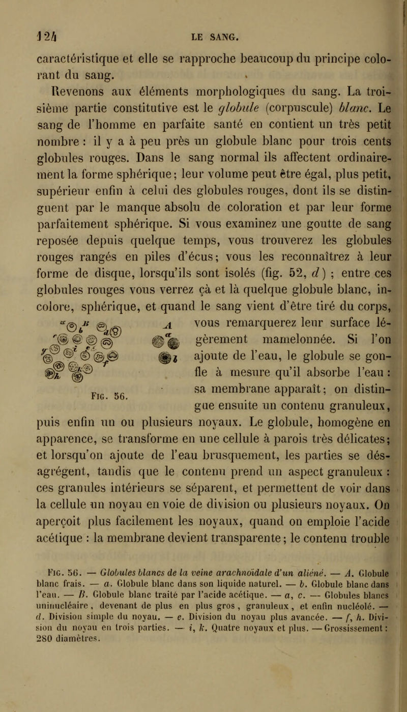 caractéristique et elle se rapproche beaucoup du principe colo- rant du sang. Revenons aux éléments morphologiques du sang. La troi- sième partie constitutive est le globule (corpuscule) blanc. Le sang de l'homme en parfaite santé en contient un très petit nombre : il y a à peu près un globule blanc pour trois cents globules rouges. Dans le sang normal ils affectent ordinaire- ment la forme sphérique ; leur volume peut être égal, plus petit, supérieur enfin à celui des globules rouges, dont ils se distin- guent par le manque absolu de coloration et par leur forme parfaitement sphérique. Si vous examinez une goutte de sang reposée depuis quelque temps, vous trouverez les globules rouges rangés en piles d'écus; vous les reconnaîtrez à leur forme de disque, lorsqu'ils sont isolés (fig. 52, cl) ; entre ces globules rouges vous verrez çà et là quelque globule blanc, in- colore, sphérique, et quand le sang vient d'être tiré du corps, '^® ^** @ -^ ^ ^^^^ remarquerez leur surface lé- ^(§, Ç vf) ^ ®%. gèrement mamelonnée. Si l'on ^^®^^(g;(# ^2 ajoute de l'eau, le globule se gon- ®A ^® fl^ à mesure qu'il absorbe l'eau : ^ „^ sa membrane apparaît ; on distin- FiG. 56. i r ' gue ensuite un contenu granuleux, puis enfin un ou plusieurs noyaux. Le globule, homogène en apparence, se transforaie en une cellule à parois très délicates; et lorsqu'on ajoute de l'eau brusquement, les parties se dés- agrègent, tandis que le contenu prend un aspect granuleux : ces granules intérieurs se séparent, et permettent de voir dans la cellule un noyau en voie de division ou plusieurs noyaux. On aperçoit plus facilement les noyaux, quand on emploie l'acide acétique : la membrane devient transparente ; le contenu trouble FiG. 5G. — Globules blancs de la veine arachndidale d'un aliéné. — A. Globule blanc frais. — a. Globule blanc dans son liquide naturel. — b. Globule blanc dans l'eau. — li. Globule blanc traité par l'acide acétique. — a, c. — Globules blancs uniriucléaire , devenant de plus en plus gros, granuleux, et enfin nucléole. — (/. Division simple du noyau. — e. Division du noyau plus avancée. — /, /i. Divi- sion du noyau en trois parties. — i, k. Quatre noyaux et plus. —Grossissement: 280 diamètres.