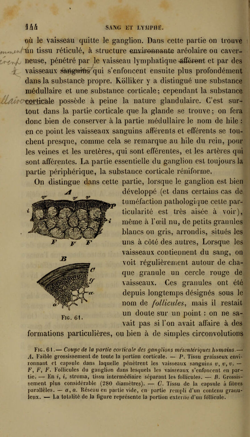 OÙ le vaisseau quitte le ganglion. Dans cette partie on trouve fyt^ry^MJ^n tissu réticulé, à structure environnante aréolaire ou caver- i^r-Cy^ neuse, pénétré par le vaisseau lymphatique -al&eftt et par des -^ vaisseaux sftfig«fh^qui s'enfoncent ensuite plus profondément dans la substance propre. KoUiker y a distingué une substance médullaire et une substance corticale ; cependant la substance ,u/Ur< coYiicale possède à peine la nature glandulaire. C'est sur- tout dans la partie corticale que la glande se trouve ; on fera donc bien de conserver à la partie médullaire le nom de bile : en ce point les vaisseaux sanguins afférents et efférents se tou- chent presque, comme cela se remarque au bile du rein, pour les veines et les uretères, qui sont efférentes, et les artèi-es qui sont afférentes. La partie essentielle du ganglion est toujours la partie périphérique, la substance corticale réniforme. On distingue dans cette partie, lorsque le ganglion est bien développé (et dans certains cas de tuméfaction pathologique cette par- ticularité est très aisée à voir), même à l'œil nu, de petits granules blancs ou gris, arrondis, situés les uns à côté des autres, Lorsque les vaisseaux contiennent du sang, on voit régulièrement autour de cha- que granule un cercle rouge de vaisseaux. Ces granules ont été depuis longtemps désignés sous le nom de follicules, mais il restait un doute sur un point : on ne sa- vait pas si l'on avait affaire à des formations particulières, ou bien à de simples circonvolutions FiG. 61.— Coupe de la partie corticale des ganglions mésentérigues humains.—• A. Faible grossissement de toute la portion corticale. — P. Tissu graisseux envi- ronnant et capsule dans laquelle pénètrent les vaisseaux sanguins v, v, v. — F, F, F. Follicules du ganglion dans lesquels les vaisseaux s'enfoncent en par- lie. — En î, i, stroma, tissu intermédiaire séparant les follicules. — Li. Grossis- sement plus considérable (280 diamètres). — C. Tissu de la capsule à fibres parallèles. — a, a. Réseau en partie vide, en partie rcn)[ili d'un contenu granu- leux. — La totalité de la figure représente la portion externe d'un follicule.