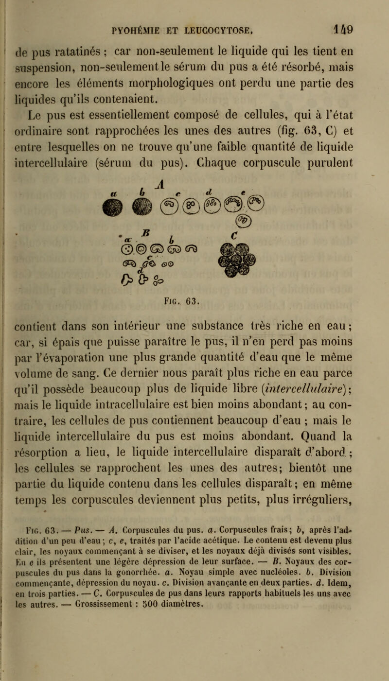 de pus ratatinés ; car non-seulement le liquide qui les tient en suspension, non-seulement le sérum du pus a été résorbé, mais encore les éléments morphologiques ont perdu une partie des liquides qu'ils contenaient. Le pus est essentiellement composé de cellules, qui à l'état ordinaire sont rapprochées les unes des autres (fig. 63, C) et entre lesquelles on ne trouve qu'une faible quantité de liquide intercellulaire (sérum du pus). Chaque corpuscule purulent u b c 6Ri (JO <pO Fjg. 63. contient dans son intérieur une substance très riche en eau ; car, si épais que puisse paraître le pus, il n'en perd pas moins par l'évaporation une plus grande quantité d'eau que le même volume de sang. Ce dernier nous paraît plus riche en eau parce qu'il possède beaucoup plus de liquide libre {mtercellulaire)\ mais le liquide intracellulaire est bien moins abondant ; au con- traire, les cellules de pus contiennent beaucoup d'eau ; mais le liquide intercellulaire du pus est moins abondant. Quand la résorption a lieu, le liquide intercellulaire disparaît d'abord ; les cellules se rapprochent les unes des autres; bientôt une partie du liquide contenu dans les cellules disparaît; en même temps les corpuscules deviennent plus petits, plus irréguliers, Fie. 63. — Pus. — A. Corpuscules du pus. a. Corpuscules frais; 6, après l'ad- dition d'un peu d'eau; c, e, traités par l'acide acétique. Le contenu est devenu plus clair, les noyaux commençant à se diviser, et les noyaux déjà divisés sont visibles. En e ils présentent une légère dépression de leur surface. — B, Noyaux des cor- puscules du pus dans la gonorrliée. a. Noyau simple avec nucléoles, b. Division commençante, dépression du noyau, c. Division avançante en deux parties, d. Idem, en trois parties. — C. Corpuscules de pus dans leurs rapports habituels les uns avec les autres. — Grossissement : 500 diamètres.