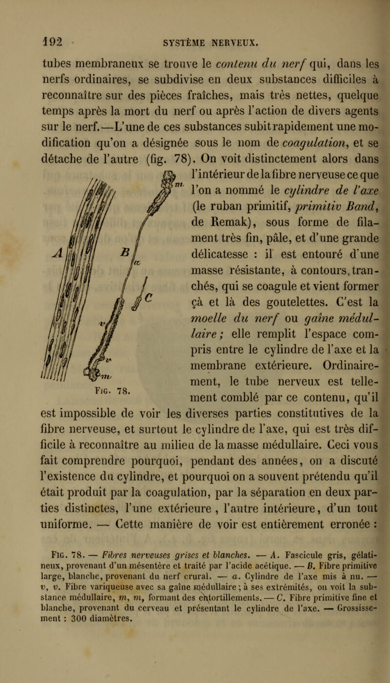 tubes membraneux se trouve le contenu du nerf qui, dans les nerfs ordinaires, se subdivise en deux substances difficiles à reconnaître sur des pièces fraîches, mais très nettes, quelque temps après la mort du nerf ou après l'action de divers agents sur le nerf.—L'une de ces substances subit rapidement une mo- dification qu'on a désignée sous le nom de coagulation, et se détache de l'autre (fig. 78). On voit distinctement alors dans l'intérieur de la fibre nerveuse ce que l'on a nommé le cijlindre de l'axe (le ruban primitif, primitiv Band, de Remak), sous forme de fila- ment très fin, pâle, et d'une grande Am-JlFIl Bl délicatesse : il est entouré d'une masse résistante, à contours,tran- chés, qui se coagule et vient former çà et là des goutelettes. C'est la tnoelle du nerf ou gaine médul- laire ; elle remplit l'espace com- pris entre le cylindre de l'axe et la membrane extérieure. Ordinaire- ment, le tube nerveux est telle- ment comblé par ce contenu, qu'il est impossible de voir les diverses parties constitutives de la fibre nerveuse, et surtout le cylindre de l'axe, qui est très dif- ficile à reconnaître au milieu de la masse médullaire. Ceci vous fait comprendre pourquoi, pendant des années, on a discuté l'existence du cylindre, et pourquoi on a souvent prétendu qu'il était produit par la coagulation, par la séparation en deux par- ties distinctes, l'une extérieure, l'autre intérieure, d'un tout uniforme. — Cette manière de voir est entièrement erronée : FiG. 78. Fig. 78. — Fibres nerveuses grises et blanches. — A, Fascicule gris, gélati- neux, provenant d'un mésentère et traité par l'acide acétique. — D. Fibre primitive large, blanche, provenant du nerf crural. — a. Cylindre de l'axe mis à nu. — V, V. Fibre variqueuse avec sa gaîne médullaire ; à ses extrémités, on voit la sub- stance médullaire, m, m, formant des eHtorlillements. — C. Fibre primitive fine et blanche, provenant du cerveau et présentant le cylindre de l'axe. — Grossisse- ment : 300 diamètres.