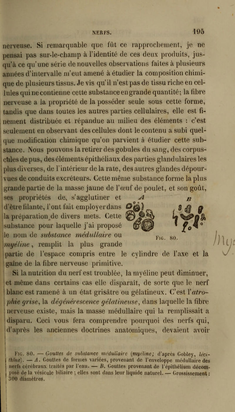 nerveuse. Si remarquable que fût ce rapprocliement, je ne pensai pas sur-le-clianip à l'identité de ces deux produits, jus- qu'à ce qu'une série de nouvelles observations faites à plusieurs années d'intervalle m'eut amené à étudier la composition chimi- que de plusieurs tissus. Je vis qu'il n'est pas de tissu riche en cel- lules qui ne contienne cette substance en grande quantité; la libre nerveuse a la propriété de la posséder seule sous cette forme, tandis que dans toutes les autres parties cellulaires, elle est fi- nement distribuée et répandue au milieu des éléments : c'est seulement en observant des cellules dont le contenu a subi quel- que modification chimique qu'on parvient à étudier cette sub- stance. Nous pouvons la retirer des gobules du sang, des corpus- cules de pus, des éléments épithéliaux des parties glandulaires les plus diverses, de l'intérieur de la rate, des autres glandes dépour- vues de conduits excréteurs. Cette même substance forme la plus grande partie de la masse jaune de l'œuf de poulet, et son goût, ses propriétés de, s'agglutiner et ^ b d'être Riante, l'ont fait employer dans D@) i la préparation^de divers mets. Cette @^^ L substance pour laquelle j'ai proposé ^^^ ' f^ le nom de substance médullaire ou Pj^ g^^ myéline, remplit la plus grande partie de l'espace compris entre le cylindre de l'axe et la gaîne de la fibre nerveuse primitive. Si la nutrition du nerf est troublée, la myéline peut diminuer, et même dans certains cas elle disparaît, de sorte que le nerf I blanc est ramené à un état grisâtre ou gélatineux. C'est \atro- Iphie grise, la dégénérescence gélatineuse^ dans laquelle la fibre j nerveuse existe, mais la masse médullaire qui la remplissait a [disparu. Ceci vous fera comprendre pourquoi des nerfs qui, I d'après les anciennes doctrines anatomiques, devaient avoir ViG. 80. — Gouttes de substance mcduliairc {myéline; d'après Gobley, Uci- thine). —A. Gouttes de formes variées, provenant de l'enveloppe médullaire des nerfs cérébraux traités par l'eau. — B. Gouttes provenant de l'épitliélium décom- posé de la vésicule biliaire ; elles sont dans leur liquide naturel. — Grossissement : 300 diamètres.