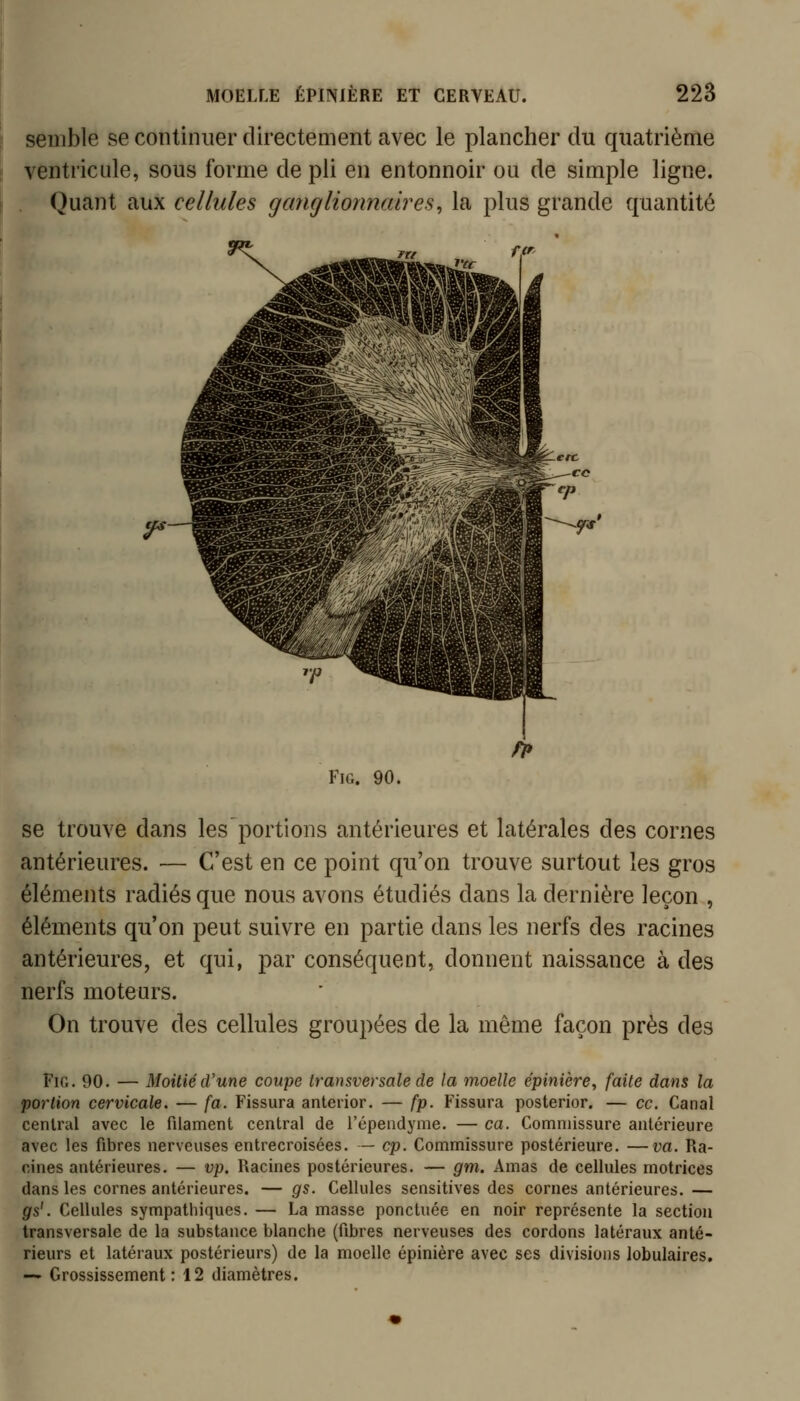 semble se continuer directement avec le plancher du quatrième ventricule, sous forme de pli en entonnoir ou de simple ligne. Quant aux cellules ganglionnaires^ la plus grande quantité FiG. 90. se trouve dans les portions antérieures et latérales des cornes antérieures. — C'est en ce point qu'on trouve surtout les gros éléments radiés que nous avons étudiés dans la dernière leçon , éléments qu'on peut suivre en partie dans les nerfs des racines antérieures, et qui, par conséquent, donnent naissance à des nerfs moteurs. On trouve des cellules groupées de la même façon près des FiG. 90. — Moitié d'une coupe transversale de la moelle épinière, faite dans la portion cervicale. — fa. Fissura anterior. — fp. Fissura posterior. — ce. Canal cenU'al avec le filament central de l'épeiidyme. — ca. Commissure antérieure avec les fibres nerveuses entrecroisées. — cp. Commissure postérieure. —va. Ra- cines antérieures. — vp. Racines postérieures. — gm. Amas de cellules motrices dans les cornes antérieures. — gs. Cellules sensitives des cornes antérieures. — gs'. Cellules sympathiques. — La masse ponctuée en noir représente la section transversale de la substance blanche (fibres nerveuses des cordons latéraux anté- rieurs et latéraux postérieurs) de la moelle épinière avec ses divisions lobulaires. —- Grossissement: 12 diamètres.