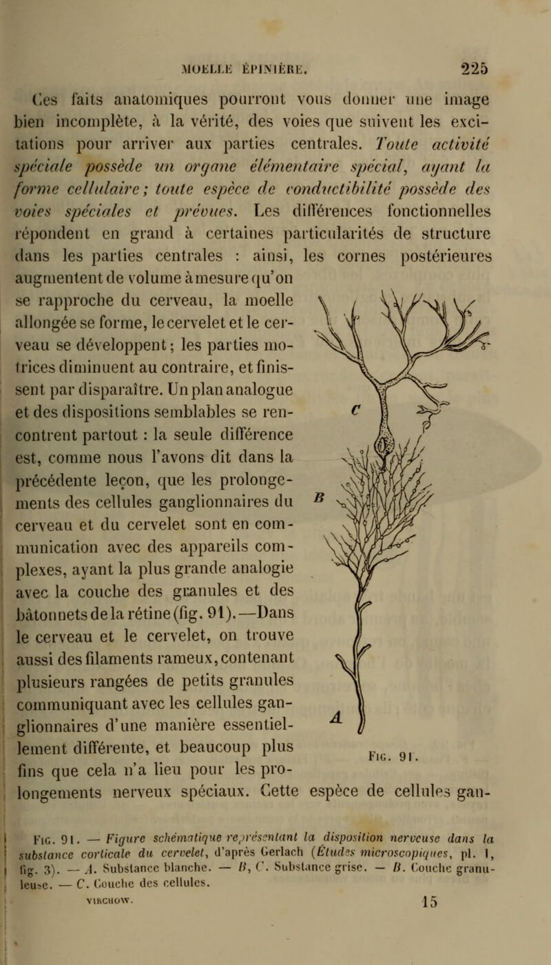 Ces faits anatomiques pourront vous donner une image bien incomplète, à la vérité, des voies que suivent les exci- tations pour arrivei' aux parties centrales. Toute activité spéciale possède un organe élémentaire spécial, ayant la forme cellulaire ; toute espèce de conductihilité possède des voies spéciales et prévues. Les dilVérences fonctionnelles répondent en grand à certaines particularités de structure dans les parties centrales : ainsi, les cornes postérieures augmentent de volume à mesure qu'on se rapproche du cerveau, la moelle allongée se forme, le cervelet et le cej'- veau se développent; les parties mo- Irices diminuent au contraire, et finis- sent par disparaître. Un plan analogue et des dispositions semblables se ren- contrent partout : la seule différence est, comme nous l'avons dit dans la précédente leçon, que les prolonge- ments des cellules ganglionnaires du cerveau et du cervelet sont en com- munication avec des appareils com- plexes, ayant la plus grande analogie avec la couche des gianules et des bàtonnetsdelarétine(fig.91).—Dans le cerveau et le cervelet, on trouve aussi des filaments rameux, contenant plusieurs rangées de petits granules communiquant avec les cellules gan- glionnaires d'une manière essentiel- lement différente, et beaucoup plus fins que cela n'a lieu pour les pro- longements nerveux spéciaux. Cette espèce de cellules gan- FiG. 91. j<',Q_ 91. — Figure schématirpje re^)n'Sonlanl la cUsposUion nerveuse dans la substance corticale du cerw^e^, d'après Gerlach (Éludes microscopiques, pi. I, fig. 3). —A. Substance blanche. — li,(\ Substance grise. — B. Couche granu- leuse. — C. Couclie des cellules. VlhCHOW 15