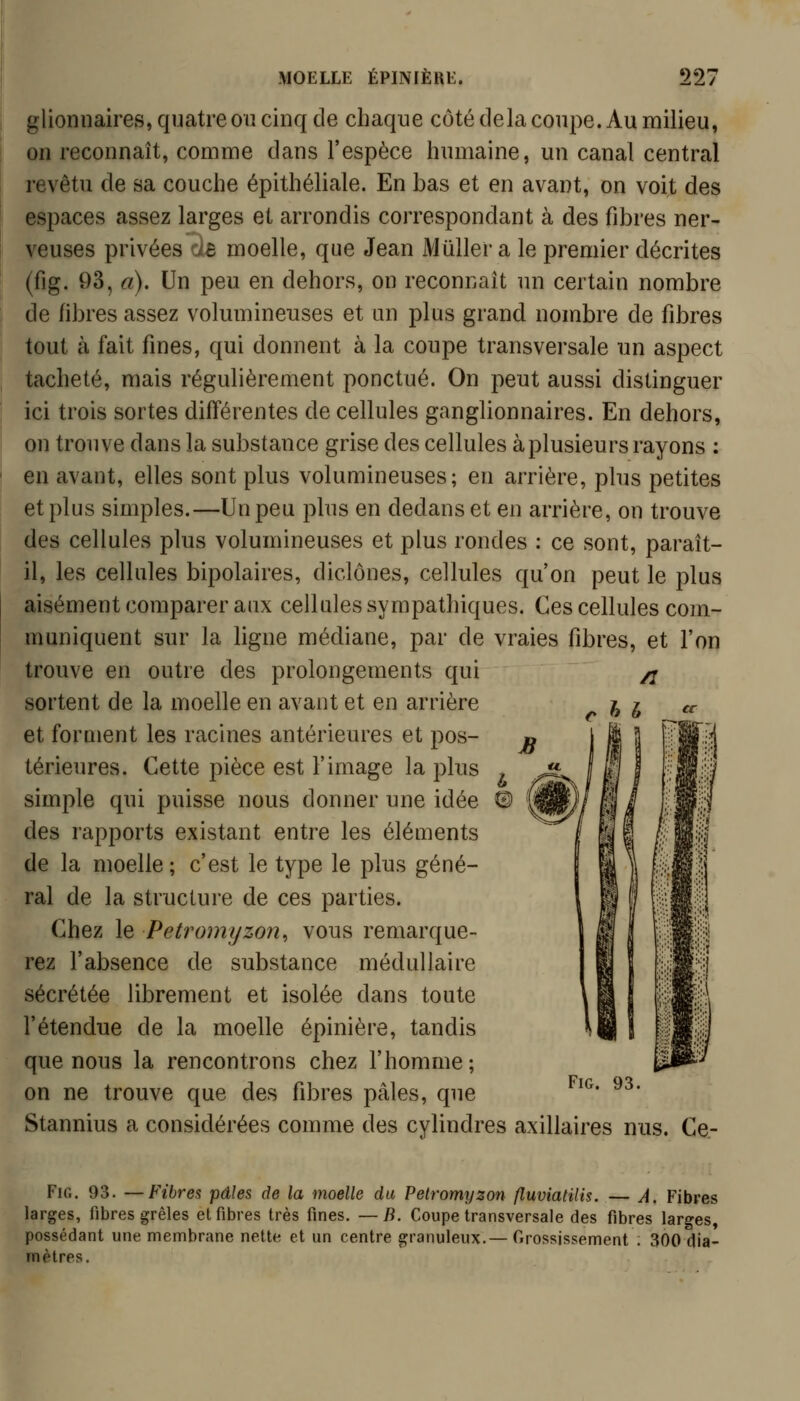 glionnaires, quatre ou cinq de chaque côté delà coupe. Au milieu, on reconnaît, comme dans l'espèce humaine, un canal central revêtu de sa couche épithéliale. En bas et en avant, on voit des espaces assez larges et arrondis correspondant à des fibres ner- veuses privées da moelle, que Jean Muller a le premier décrites (fig. 93, a). Un peu en dehors, on reconnaît un certain nombre de fibres assez volumineuses et un plus grand nombre de fibres tout à fait fines, qui donnent à la coupe transversale un aspect tacheté, mais régulièrement ponctué. On peut aussi distinguer ici trois sortes différentes de cellules ganglionnaires. En dehors, on trouve dans la substance grise des cellules à plusieurs rayons : en avant, elles sont plus volumineuses; en arrière, plus petites et plus simples.—Un peu plus en dedans et en arrière, on trouve des cellules plus volumineuses et plus rondes : ce sont, paraît- il, les cellules bipolaires, diclônes, cellules qu'on peut le plus aisément comparer aux cellules sympathiques. Ces cellules com- muniquent sur la ligne médiane, par de vraies fibres, et l'on trouve en outre des prolongements qui sortent de la moelle en avant et en arrière et forment les racines antérieures et pos- térieures. Cette pièce est l'image la plus simple qui puisse nous donner une idée des rapports existant entre les éléments de la moelle; c'est le type le plus géné- ral de la structure de ces parties. Chez le Petromyzon^ vous remarque- rez l'absence de substance médullaire sécrétée librement et isolée dans toute l'étendue de la moelle épinière, tandis que nous la rencontrons chez l'homme; on ne trouve que des fibres pâles, que Stannius a considérées comme des cylindres axillaires nus. Ce- /l Fig. 93. FiG. 93. —Fibres pâles de la moelle du Petromyzon fluviatilis. — A. Fibres larges, libres grêles et fibres très fines. —B, Coupe transversale des fibres larges, possédant une membrane nette et un centre granuleux.— Orossjssement ; 300 dia- mètres.