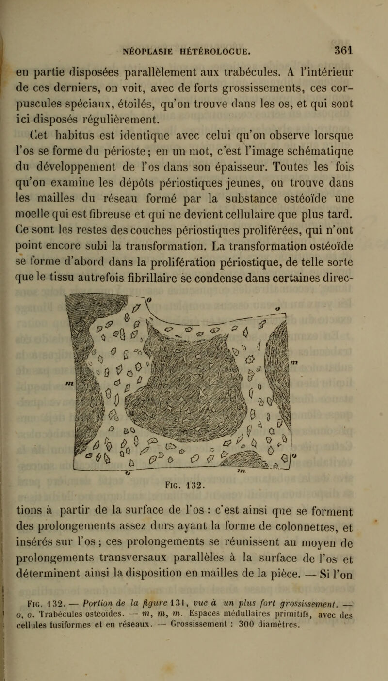 en partie disposées parallèlement aux trabécules. A. l'intérieur de ces derniers, on voit, avec de forts grossissements, ces cor- puscules spéciaux, étoiles, qu'on trouve dans les os, et qui sont ici disposés régulièrement. Cet habitus est identique avec celui qu'on observe lorsque l'os se forme du périoste; en un mot, c'est l'image schématique du développement de l'os dans son épaisseur. Toutes les fois qu'on examine les dépôts périostiques jeunes, on trouve dans les mailles du réseau formé par la substance ostéoïde une moelle qui est fibreuse et qui ne devient cellulaire que plus tard. Ce sont les restes des couches périostiques proliférées, qui n'ont point encore subi la transformation. La transformation ostéoïde se forme d'abord dans la prolifération périostique, de telle sorte que le tissu autrefois fibrillaire se condense dans certaines direc- ■ . J m FiG. 132. tiens à partir de la surface de l'os : c'est ainsi que se forment des prolongements assez durs ayant la forme de colonnettes, et insérés sur l'os ; ces prolongements se réunissent au moyen de prolongements transversaux parallèles à la surface de l'os et déterminent ainsi la disposition en mailles de la pièce. — Si l'on FiG. 132. — Portion de la figure 131, vue à un plus fort grossinsement. 0, 0. Trabécules ostéoïdes. — m, m, m. Espaces médullaires primitifs, avec des cellules tusiformes et en réseaux. — Grossissement : 300 diamètres.