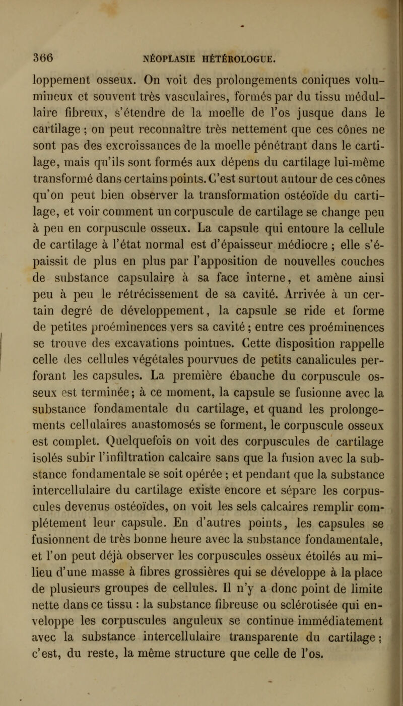 loppemeiit osseux. On voit des prolongements coniques volu- mineux et souvent très vasculaires, formés par du tissu médul- laire fibreux, s'étendre de la moelle de l'os jusque dans le cartilage ; on peut reconnaître très nettement que ces cônes ne sont pas des excroissances de la moelle pénétrant dans le carti- lage, mais qu'ils sont formés aux dépens du cartilage lui-même transformé dans certains points. C'est surtout autour de ces cônes qu'on peut bien observer la transformation ostéoïde du carti- lage, et voir coumient un corpuscule de cartilage se change peu à peu en corpuscule osseux. La capsule qui entoure la cellule de cartilage à l'état normal est d'épaisseur médiocre ; elle s'é- paissit de plus en plus par l'apposition de nouvelles couches de substance capsulaire à sa face interne, et amène ainsi peu à peu le rétrécissement de sa cavité. Arrivée à un cer- tain degré de développement, la capsule se ride et forme de petites proéminences vers sa cavité ; entre ces proéminences se trouve des excavations pointues. Cette disposition rappelle celle des cellules végétales pourvues de petits canalicules per- forant les capsules. La première ébauche du corpuscule os- seux est terminée ; à ce moment, la capsule se fusionne avec la substance fondamentale du cartilage, et quand les prolonge- ments cellulaires anastomosés se forment, le corpuscule osseux est complet. Quelquefois on voit des corpuscules de cartilage isolés subir l'infiltration calcaire sans que la fusion avec la sub- stance fondamentale se soit opérée ; et pendant que la substance intercellulaire du cartilage existe encore et sépare les corpus- cules devenus ostéoïdes, on voit les sels calcaires remplir com- plètement leur capsule. En d'autres points, les capsules se fusionnent de très bonne heure avec la substance fondamentale, et l'on peut déjà observer les corpuscules osseux étoiles au mi- lieu d'une masse à fibres grossières qui se développe à la place de plusieurs groupes de cellules. 11 n'y a donc point de limite nette dans ce tissu : la substance fibreuse ou sclérotisée qui en- veloppe les corpuscules anguleux se continue immédiatement avec la substance intercellulaire transparente du cartilage ; c'est, du reste, la même structure que celle de l'os.