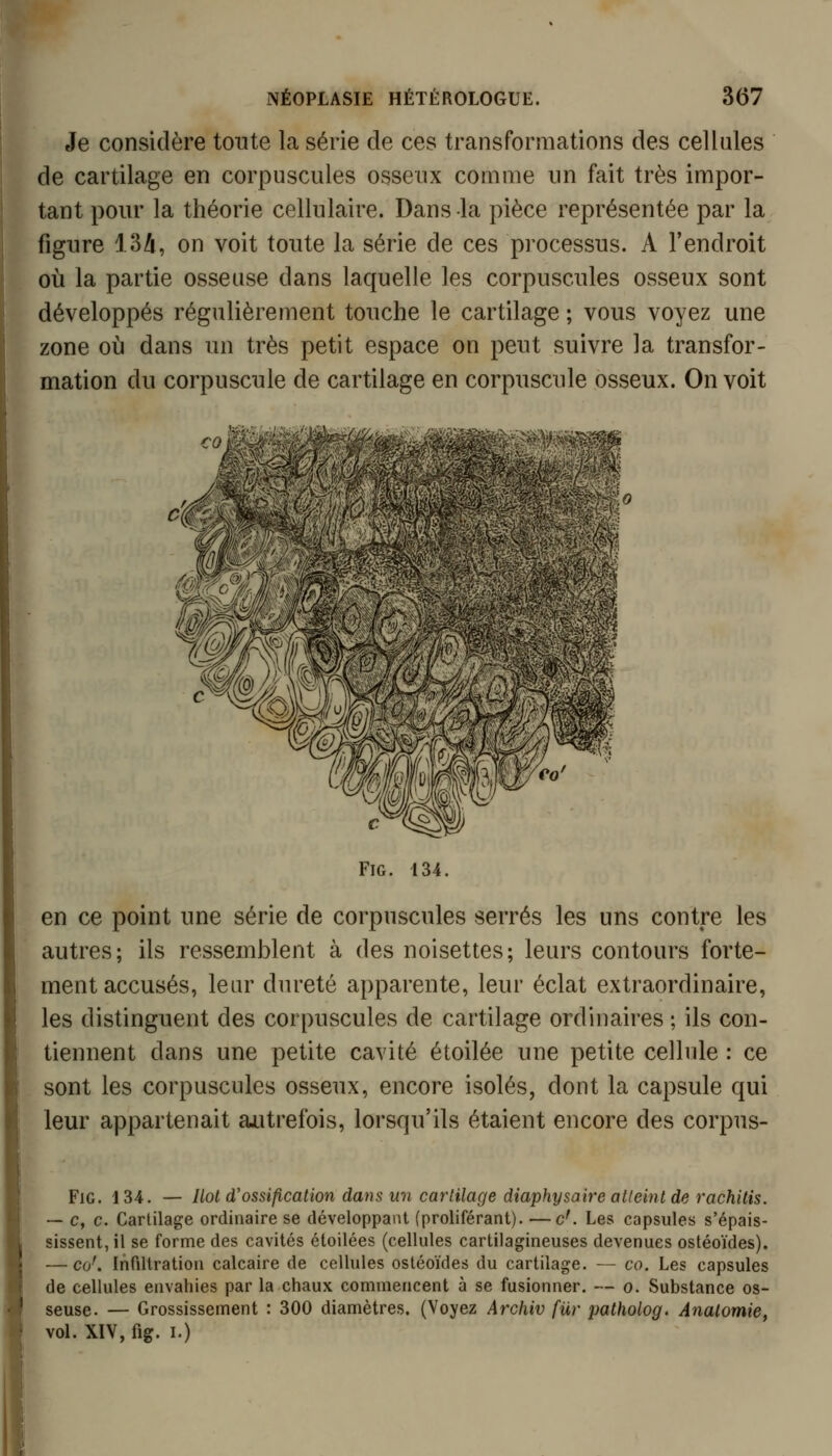 Je considère toute la série de ces transformations des cellules de cartilage en corpuscules osseux comme un fait très impor- tant pour la théorie cellulaire. Dans la pièce représentée par la figure 13A, on voit toute la série de ces processus. A l'endroit où la partie osseuse dans laquelle les corpuscules osseux sont développés régulièrement touche le cartilage ; vous voyez une zone où dans un très petit espace on peut suivre la transfor- mation du corpuscule de cartilage en corpuscule osseux. On voit FiG. 134. en ce point une série de corpuscules serrés les uns contre les autres; ils ressemblent à des noisettes; leurs contours forte- ment accusés, leur dureté apparente, leur éclat extraordinaire, les distinguent des corpuscules de cartilage ordinaires ; ils con- tiennent dans une petite cavité étoilée une petite cellule : ce sont les corpuscules osseux, encore isolés, dont la capsule qui leur appartenait autrefois, lorsqu'ils étaient encore des corpus- FiG. 134. — Ilot d'ossification danii un cartilage diaphysaire atleinl de rachitis. — c, c. Cartilage ordinaire se développant (proliférant). —c'. Les capsules s'épais- sissent, il se forme des cavités étoilées (cellules cartilagineuses devenues ostéoïdes). — co'. Infiltration calcaire de cellules ostéoïdes du cartilage. — co. Les capsules de cellules envahies par la chaux commencent à se fusionner. — o. Substance os- seuse. — Grossissement : 300 diamètres. (Voyez Archiv fur patholog. Analomie, vol. XIV, fig. I.)