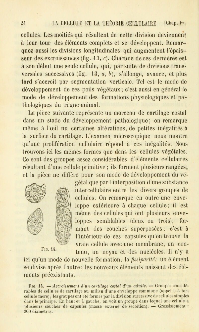 cellules. Les moitiés qui résultent de cette division deviennent à leur tour des éléments complets et se développent. Remar- quez aussi les divisions longitudinales qui augmentent l'épais- seur des excroissances (fig. 13, c). Chacune de ces dernières est à son début une seule cellule, qui, par suite de divisions trans- versales successives (fig. 13, a, 6), s'allonge, avance, et plus tard s'accroît par segmentation verticale. Tel est le mode de développement de ces poils végétaux ; c'est aussi en général le mode de développement des formations physiologiques et pa- thologiques du règne animal. La pièce suivante représente un morceau de cartilage costal dans un stade du développement pathologique; on remarque même à l'œil nu certaines altérations, de petites inégalités à la surface du cartilage. L'examen microscopique nous montre qu'une prolifération cellulaire répond à ces inégalités. Nous trouvons ici les mêmes formes que dans les cellules végétales. Ce sont des groupes assez considérables d'éléments cellulaires résultant d'une cellule primitive ; ils forment plusieurs rangées, et la pièce ne diffère pour son mode de développement du vé- gétal que par l'interposition d'une substance intercellulaire entre les divers groupes de cellules. On remarque en outre une enve- loppe extérieure à chaque cellule; il est même des cellules qui ont plusieurs enve- loppes semblables (deux ou trois), for- mant des couches superposées ; c'est à l'intérieur de ces capsules qu'on trouve la vraie cellule avec une membrane, un con- tenu, un noyau et des nucléoles. Il n'y a ici qu'un mode de nouvelle formation, la fissiparité; un élément se divise après l'autre; les nouveaux éléments naissent des élé- ments préexistants. Fig. 14. — Accroissement d'un cartilage costal d'un adulte. — Groupes considé- rables de cellules de cartilage au milif u d'une enveloppe commune (appelée à tort cellule mère) ; les groupes ont été formés par la division successive de cellules simples dans le principe. En haut et à gauche, on voit un groupe dans lequel une cellule a plusieurs couches de capsules (masse externe de sécrétion). — Grossissement : 300 diamètres. Fig. 14.