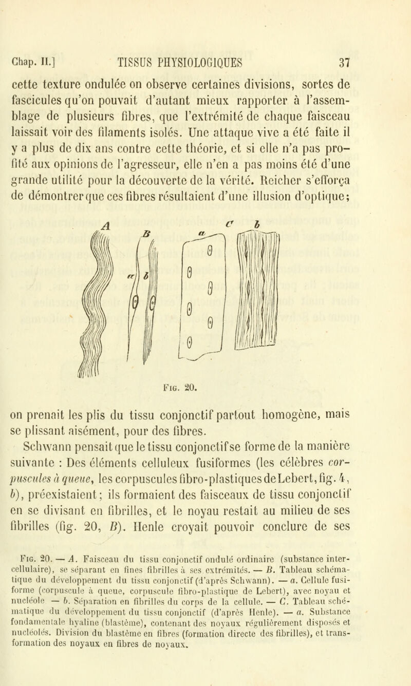 cette texture ondulée on observe certaines divisions, sortes de fascicules qu'on pouvait d'autant mieux rapporter à l'assem- blage de plusieurs fibres, que l'extrémité de chaque faisceau laissait voir des filaments isolés. Une attaque vive a été faite il y a plus de dix ans contre cette théorie, et si elle n'a pas pro- fité aux opinions de l'agresseur, elle n'en a pas moins été d'une grande utilité pour la découverte de la vérité. Reicher s'efforça de démontrer que ces fibres résultaient d'une illusion d'optique; Fig. 20. on prenait les plis du tissu conjonctif partout homogène, mais se plissant aisément, pour des fibres. Schwann pensait que le tissu conjonctif se forme de la manière suivante : Des éléments celluleux fusiformes (les célèbres cor- puscules à queue, les corpuscules fibro-plastiquesdeLebert,fig. 4, b), préexistaient; ils formaient des faisceaux de tissu conjonctif en se divisant en fibrilles, et le noyau restait au milieu de ses fibrilles (fig. 20, B). Henle croyait pouvoir conclure de ses Fig. 20. — A. Faisceau du tissu conjonctif ondulé ordinaire (substance inter- cellulaire), se séparant en fines fibrilles à ses extrémités. — B. Tableau schéma- tique du développement du tissu conjonctif (d'après Schwann). —a. Cellule fusi- forme (corpuscule à queue, corpuscule fibro-plastique de Lebert), avec noyau et nucléole — b. Séparation en fibrilles du corps de la cellule. — G. Tableau sché- matique du développement du tissu conjonctif (d'après Henle). — a. Substance fondamentale hyaline (blastème), contenant des noyaux régulièrement disposés et nucléoles. Division du blastème en fibres (formation directe des fibrilles), et trans- formation des noyaux en fibres de noyaux.