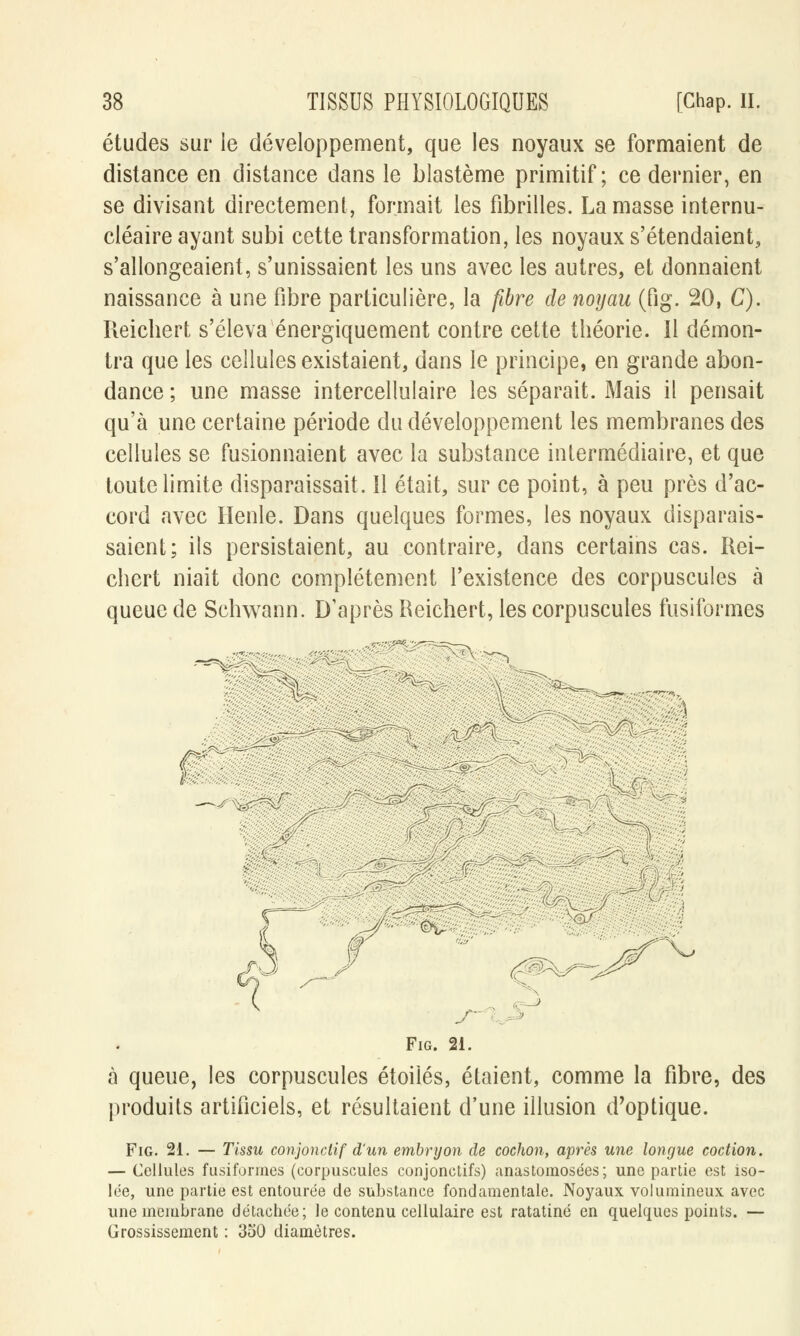 études sur le développement, que les noyaux se formaient de distance en distance dans le blastème primitif; ce dernier, en se divisant directement, formait les fibrilles. La masse internu- cléaire ayant subi cette transformation, les noyaux s'étendaient, s'allongeaient, s'unissaient les uns avec les autres, et donnaient naissance à une fibre particulière, la fibre de noyau (fig. 20, C). Reichert s'éleva énergiquement contre cette théorie. 11 démon- tra que les cellules existaient, dans le principe, en grande abon- dance ; une masse intercellulaire les séparait. Mais il pensait qu'à une certaine période du développement les membranes des cellules se fusionnaient avec la substance intermédiaire, et que toute limite disparaissait. 11 était, sur ce point, à peu près d'ac- cord avec Henle. Dans quelques formes, les noyaux disparais- saient; ils persistaient, au contraire, dans certains cas. Rei- chert niait donc complètement l'existence des corpuscules à queue de Schwann. D'après Reichert, les corpuscules fusilbrmes csj y T Fig. 21. à queue, les corpuscules étoiles, étaient, comme la fibre, des produits artificiels, et résultaient d'une illusion d'optique. Fig. 21. — Tissu conjonclif d'un embryon de cochon, après une longue coction. — Cellules fusifprmes (corpuscules conjonctifs) anastomosées; une partie est iso- lée, une partie est entourée de substance fondamentale. Noyaux volumineux avec une membrane détachée; le contenu cellulaire est ratatiné en quelques points. — Grossissement : 3o0 diamètres.