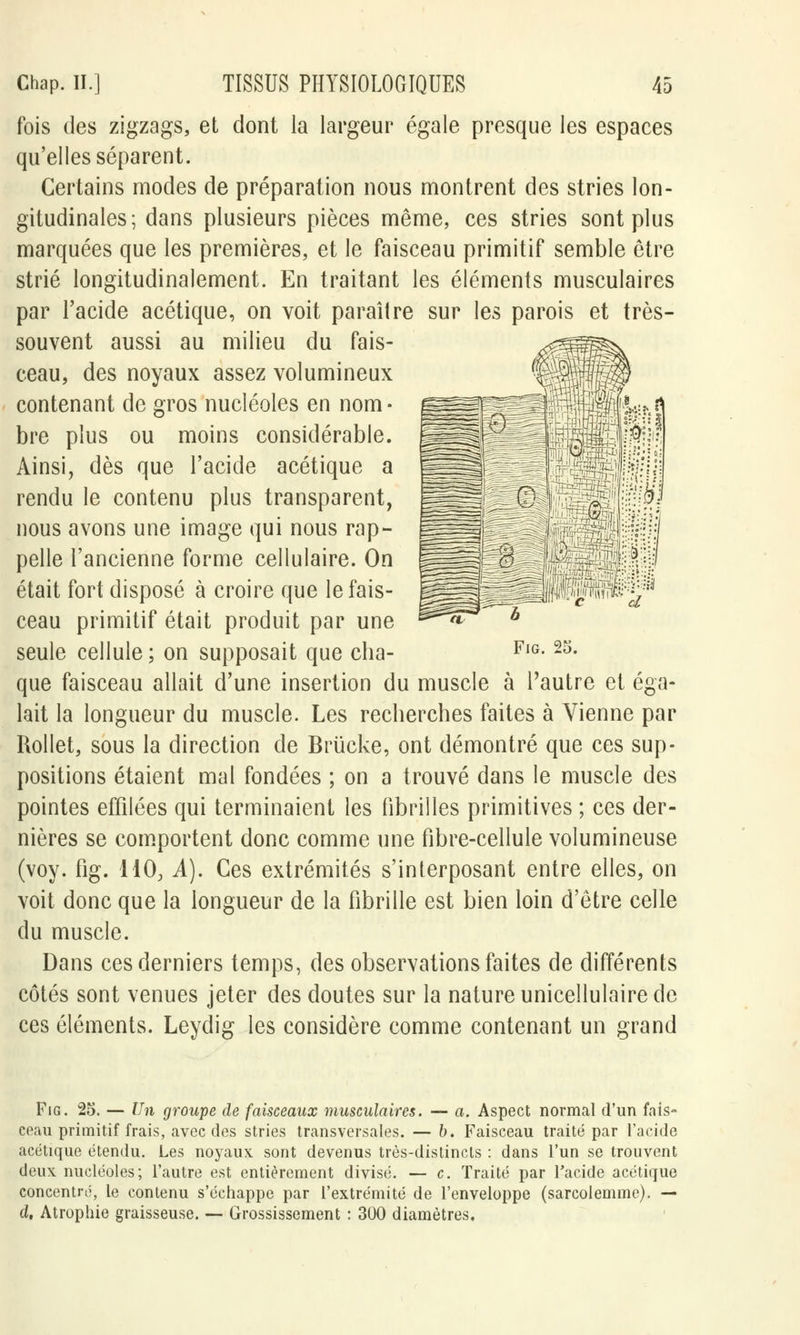 fois des zigzags, et dont la largeur égale presque les espaces qu'elles séparent. Certains modes de préparation nous montrent des stries lon- gitudinales; dans plusieurs pièces même, ces stries sont plus marquées que les premières, et le faisceau primitif semble être strié longitudinalement. En traitant les éléments musculaires par l'acide acétique, on voit paraître sur les parois et très- souvent aussi au milieu du fais- ceau, des noyaux assez volumineux contenant de gros nucléoles en nom- bre plus ou moins considérable. Ainsi, dès que l'acide acétique a rendu le contenu plus transparent, nous avons une image qui nous rap- pelle l'ancienne forme cellulaire. On était fort disposé à croire que le fais- ceau primitif était produit par une ^^ h seule cellule; on supposait que cha- FlG-25- que faisceau allait d'une insertion du muscle à l'autre et éga- lait la longueur du muscle. Les recherches faites à Vienne par Rollet, sous la direction de Briïcke, ont démontré que ces sup- positions étaient mal fondées ; on a trouvé dans le muscle des pointes effilées qui terminaient les fibrilles primitives ; ces der- nières se comportent donc comme une fibre-cellule volumineuse (voy. fig. 110, A). Ces extrémités s'interposant entre elles, on voit donc que la longueur de la fibrille est bien loin d'être celle du muscle. Dans ces derniers temps, des observations faites de différents côtés sont venues jeter des doutes sur la nature unicellulaire de ces éléments. Leydig les considère comme contenant un grand ^s=qt3s=ui< C cl Fig. 25. — Un groupe de faisceaux musculaires. — a. Aspect normal d'un fais- ceau primitif frais, avec des stries transversales. — b. Faisceau traité par l'acide acétique étendu. Les noyaux sont devenus très-distincts : dans l'un se trouvent deux nucléoles; l'autre est entièrement divisé. — c. Traité par l'acide acétique concentré, le contenu s'échappe par l'extrémité de l'enveloppe (sarcolemme). — d. Atrophie graisseuse. — Grossissement : 300 diamètres.