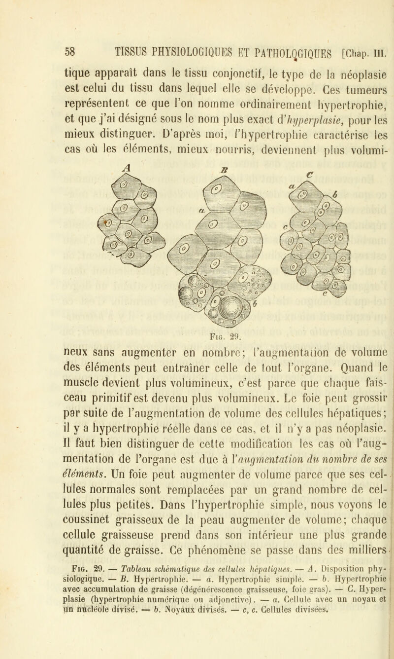 tique apparaît dans le tissu conjonctif, le type de la néoplasie est celui du tissu dans lequel elle se développe. Ces tumeurs représentent ce que l'on nomme ordinairement hypertrophie, et que j'ai désigné sous le nom plus exact d'hyperplasie, pour les mieux distinguer. D'après moi, l'hypertrophie caractérise les cas où les éléments, mieux nourris, deviennent plus volumi- A Fig. 29. neux sans augmenter en nombre; l'augmentation de volume des éléments peut entraîner celle de tout l'organe. Quand le muscle devient plus volumineux, c'est parce que chaque fais- ceau primitif est devenu plus volumineux. Le foie peut grossir par suite de l'augmentation de volume des cellules hépatiques; il y a hypertrophie réelle dans ce cas, et il n'y a pas néoplasie. Il faut bien distinguer de cette modification les cas où l'aug- mentation de Porgane est due à l'augmentation du nombre de ses éléments. Un foie peut augmenter de volume parce que ses cel- lules normales sont remplacées par un grand nombre de cel- lules plus petites. Dans l'hypertrophie simple, nous voyons le coussinet graisseux de la peau augmenter de volume; chaque cellule graisseuse prend dans son intérieur une plus grande quantité dégraisse. Ce phénomène se passe dans des milliers Fig. 29. — Tableau schématique des cellules hépatiques. — A. Disposition phy- siologique. — B. Hypertrophie. — a. Hypertrophie simple. — b. Hypertrophie avec accumulation de graisse (dégénérescence graisseuse, foie gras). — C. Hyper- plasie (hypertrophie numérique ou adjonctive). — a. Cellule avec un noyau et un nucléole divisé. — b. Noyaux divisés. — c, c. Cellules divisées.