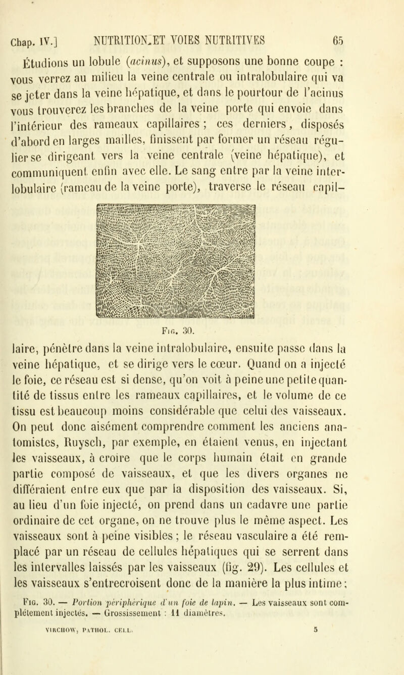 Étudions un lobule (acitius), et supposons une bonne coupe : vous verrez au milieu la veine centrale ou intralobulaire qui va se jeter dans la veine hépatique, et dans le pourtour de l'acinus vous trouverez les branches de la veine porte qui envoie dans l'intérieur des rameaux capillaires ; ces derniers, disposés d'abord en larges mailles, finissent par former un réseau régu- lier se dirigeant vers la veine centrale (veine hépatique), et communiquent, enfin avec elle. Le sang entre par la veine inter- lobulaire (rameau de la veine porte), traverse le réseau capil- Fig. 30. laire, pénètre dans la veine intralobulaire, ensuite passe dans la veine hépatique, et se dirige vers le cœur. Quand on a injecté le foie, ce réseau est si dense, qu'on voit à peine une petite quan- tité de tissus entre les rameaux capillaires, et le volume de ce tissu est beaucoup moins considérable que celui des vaisseaux. On peut donc aisément comprendre comment les anciens ana- tomistes, Ruysch, par exemple, en étaient venus, en injectant les vaisseaux, à croire que le corps humain était en grande partie composé de vaisseaux, et que les divers organes ne différaient entre eux que par la disposition des vaisseaux. Si, au lieu d'un foie injecté, on prend clans un cadavre une partie ordinaire de cet organe, on ne trouve plus le même aspect. Les vaisseaux sont à peine visibles ; le réseau vasculaire a été rem- placé par un réseau de cellules hépatiques qui se serrent dans les intervalles laissés par les vaisseaux (fig. 29). Les cellules et les vaisseaux s'entrecroisent donc de la manière la plus intime; Fig. 30. — Portion périphérique d'un foie de lapin, — Les vaisseaux sont com- plètement injectés. — Grossissement : 11 diamètres. VIRCHOW, PATIIOL. CELL. 5