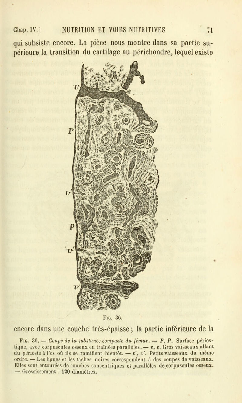 qui subsiste encore. La pièce nous montre dans sa partie su- périeure la transition du cartilage au périchondre, lequel existe Fig. 36. encore dans une couche très-épaisse ; la partie inférieure de la Fig. 36. — Coupe de la substance compacte du fémur. — P, P. Surface périos- tique, avec corpuscules osseux en traînées parallèles. — v, v. Gros vaisseaux allant du périoste à l'os où ils se ramifient bientôt. — v', v\ Petits vaisseaux, du même ordre. — Les lignes et les taches noires correspondent à des coupes de vaisseaux. Elles sont entourées de couches concentriques et parallèles de.corpuscules osseux.