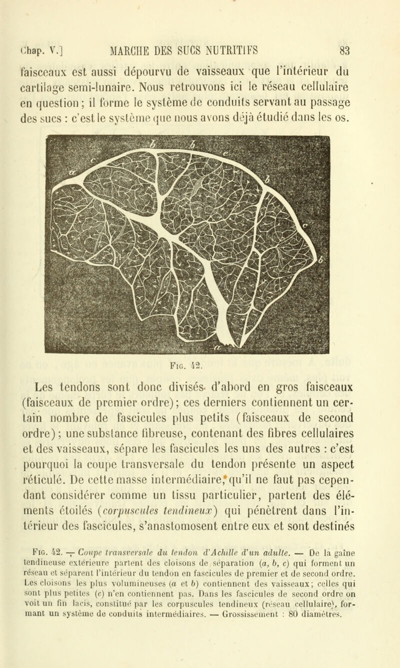 faisceaux est aussi dépourvu de vaisseaux que l'intérieur du cartilage semi-lunaire. Nous retrouvons ici le réseau cellulaire en question; il forme le système de conduits servant au passage des sucs : c'est le système que nous avons déjà étudié dans les os. Fig. 42. Les tendons sont donc divisés- d'abord en gros faisceaux (faisceaux de premier ordre); ces derniers contiennent un cer- tain nombre de fascicules plus petits (faisceaux de second ordre) ; une substance fibreuse, contenant des fibres cellulaires et des vaisseaux, sépare les fascicules les uns des autres : c'est pourquoi la coupe transversale du tendon présente un aspect réticulé. De cette masse intermédiaire,*qu'il ne faut pas cepen- dant considérer comme un tissu particulier, partent des élé- ments étoiles (corpuscules tendineux) qui pénètrent dans l'in- térieur des fascicules, s'anastomosent entre eux et sont destinés Fig. 42. -7- Coupe transversale du tendon d'Achille d'un adulte. — De la gaine tendineuse extérieure partent des cloisons de séparation (a, b, c) qui forment un réseau et séparent l'intérieur du tendon en fascicules de premier et de second ordre. Les cloisons les plus volumineuses (a et b) contiennent des vaisseaux; celles qui sont plus petites (c) n'en contiennent pas. Dans les fascicules de second ordre on voit un fin lacis, constitué par les corpuscules tendineux (réseau cellulaire), for- mant un système de conduits intermédiaires. — Grossissement : 80 diamètres.