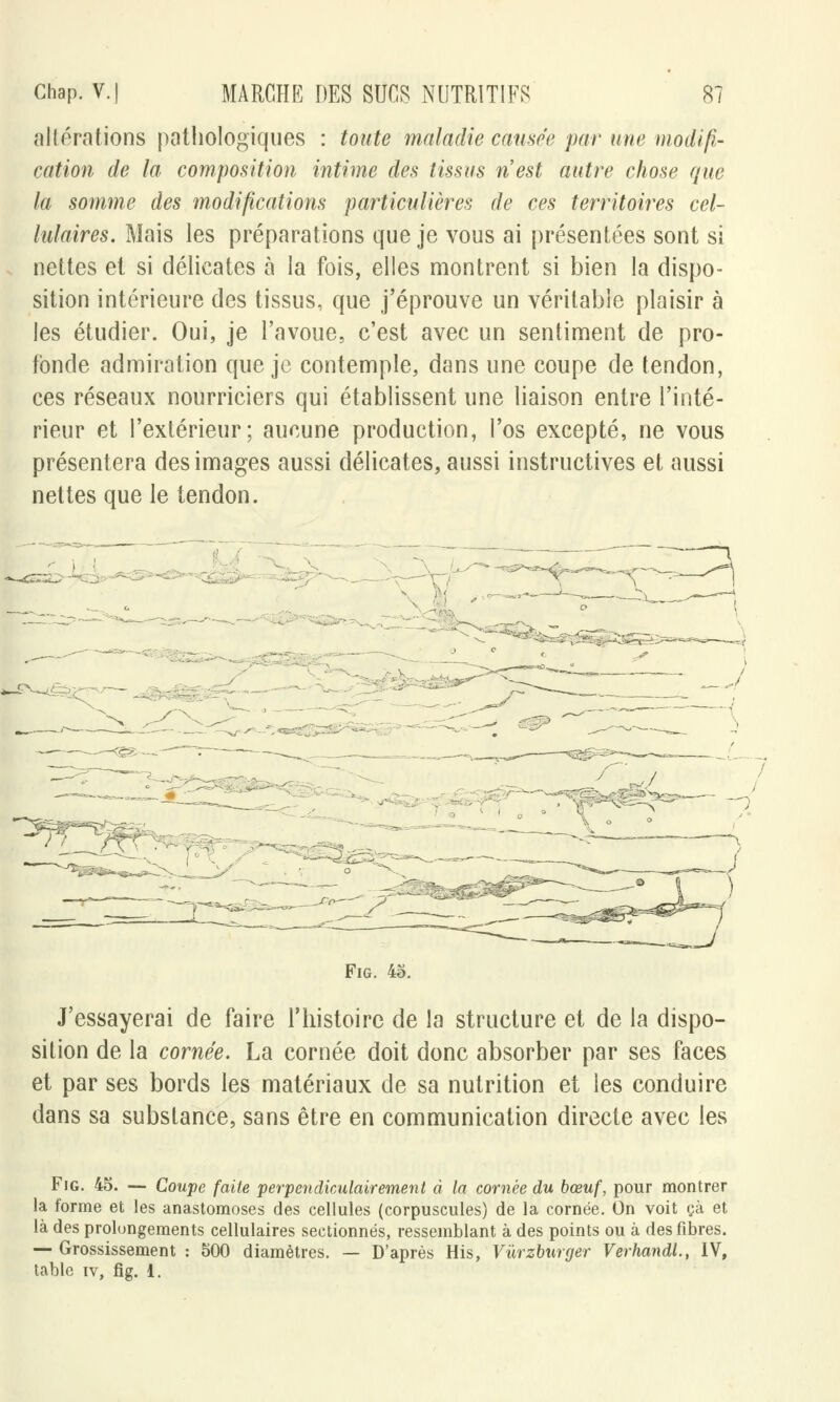 altérations pathologiques : toute maladie causée par une modifi- cation de l'a composition intime des tissus nest autre chose que la somme des modifications particulières de ces territoires cel- lulaires. Mais les préparations que je vous ai présentées sont si nettes et si délicates à la fois, elles montrent si bien la dispo- sition intérieure des tissus, que j'éprouve un véritable plaisir à les étudier. Oui, je l'avoue, c'est avec un sentiment de pro- fonde admiration que je contemple, dans une coupe de tendon, ces réseaux nourriciers qui établissent une liaison entre l'inté- rieur et l'extérieur; aucune production, l'os excepté, ne vous présentera des images aussi délicates, aussi instructives et aussi nettes que le tendon. Fig. 45. J'essayerai de faire l'histoire de la structure et de la dispo- sition de la cornée. La cornée doit donc absorber par ses faces et par ses bords les matériaux de sa nutrition et les conduire dans sa substance, sans être en communication directe avec les Fig. 45. — Coupe faite perpendiculairement à la cornée du bœuf, pour montrer la forme et les anastomoses des cellules (corpuscules) de la cornée. On voit çà et là des prolongements cellulaires sectionnés, ressemblant à des points ou à des fibres. — Grossissement : 500 diamètres. — D'après His, Vùrzburger Verhandl., IV, table iv, fig. 1.
