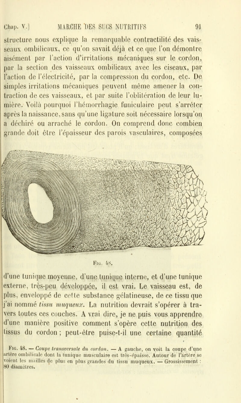structure nous explique la remarquable contractilité des vais- seaux ombilicaux, ce qu'on savait déjà et ce que l'on démontre aisément par l'action d'irritations mécaniques sur le cordon, par la section des vaisseaux ombilicaux avec les ciseaux, par l'action de l'électricité, par la compression du cordon, etc. De simples irritations mécaniques peuvent même amener la con- traction de ces vaisseaux, et par suite l'oblitération de leur lu- mière. Voilà pourquoi l'hémorrhagie funiculaire peut s'arrêter après la naissance, sans qu'une ligature soit nécessaire lorsqu'on a déchiré ou arraché le cordon. On comprend donc combien grande doit être l'épaisseur des parois vasculaires, composées Fi g. 4*. d'une tunique moyenne, d'une tunique interne, et d'une tunique externe, très-peu développée, il est vrai. Le vaisseau est, de plus, enveloppé de cette substance gélatineuse, de ce tissu que j'ai nommé tissu muqueiix. La nutrition devrait s'opérer à tra- vers toutes ces couches. A vrai dire, je ne puis vous apprendre d'une manière positive comment s'opère cette nutrition des tissus du cordon ; peut-être puise-t-il une certaine quantité Fig. 48. — Coupe transversale du cordon. — A gauche, on voit la coupe d'une artère ombilicale dont la tunique musculaire est très-épaisse. Autour de l'artère se voient les mailles de plus en plus grandes du tissu muqueux. — Grossissement : 80 diamètres.