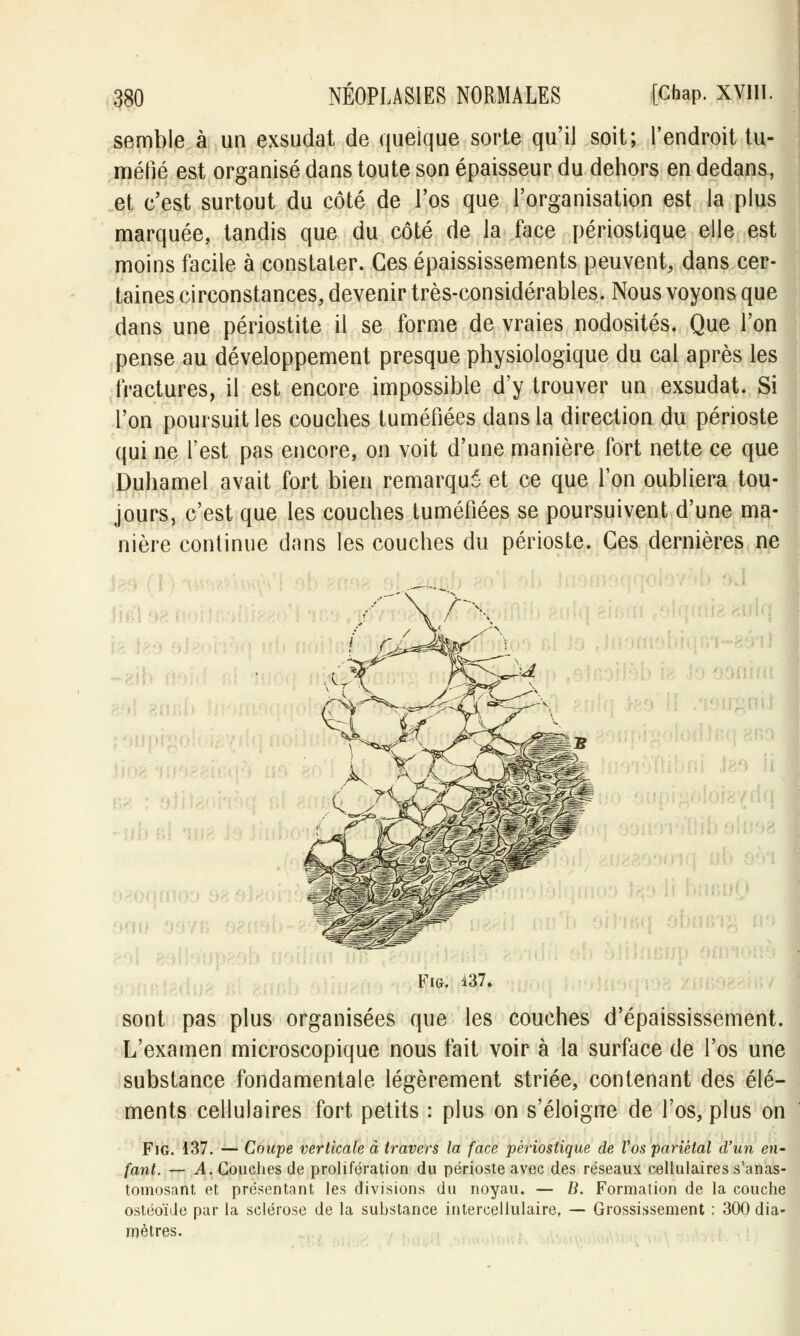 semble à un exsudât de quelque sorte qu'il soit; l'endroit tu- méfié est organisé dans toute son épaisseur du dehors en dedans, et c'est surtout du côté de l'os que l'organisation est la plus marquée, tandis que du côté de la face périostique elle est moins facile à constater. Ces épaississements peuvent, dans cer- taines circonstances, devenir très-considérables. Nous voyons que dans une périostite il se forme de vraies nodosités. Que l'on pense au développement presque physiologique du cal après les fractures, il est encore impossible d'y trouver un exsudât. Si l'on poursuit les couches tuméfiées dans la direction du périoste qui ne l'est pas encore, on voit d'une manière fort nette ce que Duhamel avait fort bien remarqué et ce que l'on oubliera tou- jours, c'est que les couches tuméfiées se poursuivent d'une ma- nière continue dans les couches du périoste. Ces dernières ne ' -— Fig. 137. sont pas plus organisées que les couches d'épaississement. L'examen microscopique nous fait voir à la surface de l'os une substance fondamentale légèrement striée, contenant des élé- ments cellulaires fort petits : plus on s'éloigne de l'os, plus on Fig. 137. — Coupe verticale à travers la face périostique de Vos pariétal d'un en- fant. — A. Couches de prolifération du périoste avec des réseaux cellulaires s'anas- tomosant et présentant les divisions du noyau. — B. Formation de la couche ostéoïde par la sclérose de la suhstance intercellulaire, — Grossissement : 300 dia- mètres.