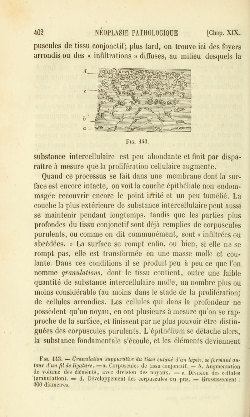 puscules de tissu conjonctif ; plus tard, on trouve ici des foyers arrondis ou des « infiltrations » diffuses, au milieu desquels la Fig. 143. substance intercellulaire est peu abondante et finit par dispa- raître à mesure que la prolifération cellulaire augmente. Quand ce processus se fait dans une membrane dont la sur- face est encore intacte, on voit la couche épithéliale non endom- magée recouvrir encore le point irrité et un peu tuméfié. La couche la plus extérieure de substance intercellulaire peut aussi se maintenir pendant longtemps, tandis que les parties plus profondes du tissu conjonctif sont déjà remplies de corpuscules purulents, ou comme on dit communément, sont « infiltrées ou abcédées. » La surface se rompt enfin, ou bien, si elle ne se rompt pas, elle est transformée en une masse molle et cou- lante. Dans ces conditions il se produit peu à peu ce que l'on nomme granulations, dont le tissu contient, outre une faible quantité de substance intercellulaire molle, un nombre plus ou moins considérable (au moins dans le stade de la prolifération) de cellules arrondies. Les cellules qui dans la profondeur ne possèdent qu'un noyau, en ont plusieurs à mesure qu'on se rap- proche de la surface, et finissent par ne plus pouvoir être distin- guées des corpuscules purulents. L'épithélium se détache alors, la substance fondamentale s'écoule, et les éléments deviennent Fia. 143. — Granulation suppuraiive du tissu cutané d'un lapin, se formant au- tour d'un fil de ligature. —a. Corpuscules de tissu conjonclif. — b. Augmentation de volume des éléments, avec division des noyaux. — c. Division des cellules '(granulation). — d. Développement des corpuscules du pus. — Grossissement : 300 diamètres.