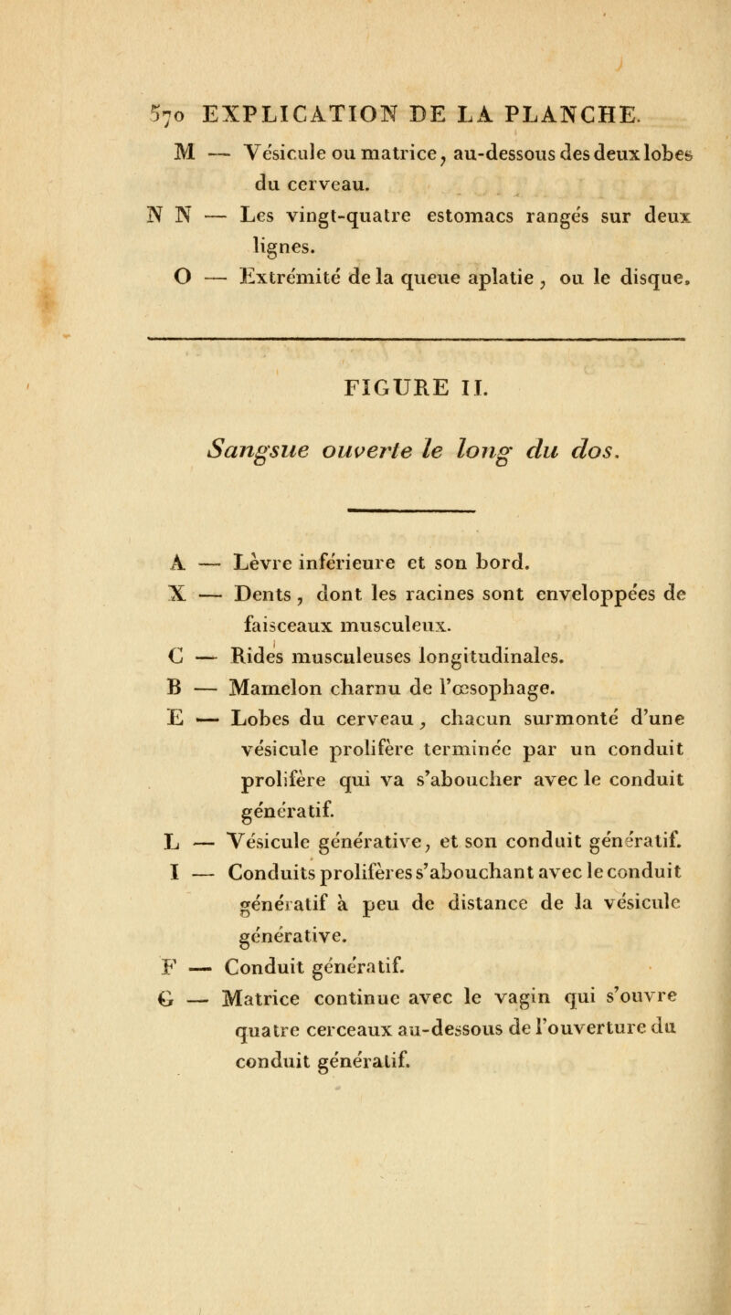 M — Vésicule ou matrice ? au-dessous des deux lobes du cerveau. N N — Les vingt-quatre estomacs ranges sur deux lignes. O — Extrémité de la queue aplatie , ou le disque, FIGURE IL Sangsue ouverte le long du dos A — Lèvre inférieure et son bord. X — Dents, dont les racines sont enveloppées de faisceaux musculeux. C — Rides musculeuses longitudinales. B — Mamelon charnu de l'œsophage. E — Lobes du cerveau, chacun surmonté d'une vésicule prolifère terminée par un conduit prolifère qui va s'aboucher avec le conduit généra tif. L — Vésicule générative, et son conduit génératif. I — Conduits prolifères s'abouchant avec le conduit génératif à peu de distance de la vésicule générative. F — Conduit génératif. G — Matrice continue avec le vagin qui s'ouvre quatre cerceaux au-dessous de l'ouverture du conduit génératif.