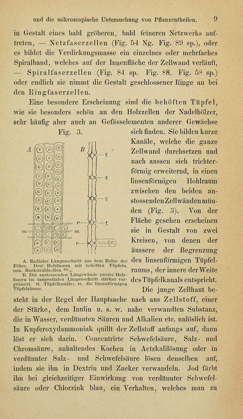 in Gestalt eines bald gröberen, bald feineren Netzwerks auf- treten, — Netzfaserzellen (Fig. 54 Ng. Fig. 89 sp.), oder es bildet die Verdickungsmasse ein einzelnes oder mehrfaches Spiralband, welches auf der Innenfläche der Zellwand verläuft, — Spiralfaserzellen (Fig. 84 sp. Fig. 88. Fig. 58 sp.) oder endlich sie nimmt die Gestalt geschlossener Ringe an bei den Ringfaserzellen. Eine besondere Erscheinung sind die behöften Tüpfel, wie sie besonders schön an den Holzzellen der Nadelhölzer, sehr häufig aber auch an Gefässelementen anderer Gewächse Fig. 3. A ß 0 fe 1 (^ ® (o) (5) 0 C£) © 0 (£) ® (S) (o) (S) ® (£) @ 0 (ö ® 0 ® ® ® O % o 0 o Ol. ^ 0 (^© © ® ©1 Co) sich finden. Sie bilden kurze Kanäle, welche die ganze Zellwand durchsetzen und nach aussen sich trichter- förmig erweiternd, in einen linsenförmigen Hohlraum zwischen den beiden an- stossenden Zell wänden mün- den (Fig. 3). Von der Fläche gesehen erscheinen sie in Gestalt von zwei Kreisen, von denen der äussere der Begrenzung A. Radialer Längenschnitt aus dem Holze der dcS linsenförmigen Tüpfcl- Föhre. Drei Holzfasern mit behöften Tüpfeln. . - . mm. Markstrahlzellen 3uo,. raums, dcr mncrc der Weite B. Die austossenden Längswände zweier Holz- fasern im tangentialen Längenschnitt stärker ver- dcS TÜpfclkanalS CntSpricht. grössert. tt. Tüpfelkanäle; rr. die linsenförmigen ■*■ ■■ Tüpfelräume. J)[q jungC ZcllhaUt bC- steht in der Regel der Hauptsache nach aus Zellstoff, einer der Stärke, dem Inulin u. s. w. nahe verwandten Substanz, die in Wasser, verdünnten Säuren und Alkalien etc. unlöslich ist. In Kupferoxydammoniak quillt der Zellstoff anfangs auf, dann löst er sich darin. Concentrirte Schwefelsäure, Salz- und Chromsäure, anhaltendes Kochen in Aetzkalilösung oder in verdünnter Salz- und Schwefelsäure lösen denselben auf, indem sie ihn in Dextrin und Zucker verwandeln. Jod färbt ihn bei gleichzeitiger Einwirkung von verdünnter Schwefel- säure oder Chlor zink blau, ein Verhalten^ welches man zu