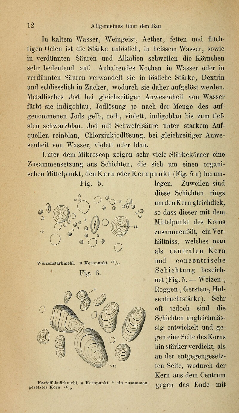 In kaltem Wasser, Weingeist, Aether, fetten und flüch- tigen Oelen ist die Stärke unlöslich, in heissem Wasser, sowie in verdünnten Säuren und Alkalien schwellen die Körnchen sehr bedeutend auf. Anhaltendes Kochen in Wasser oder in verdünnten Säuren verwandelt sie in lösliche Stärke, Dextrin und schliesslich in Zucker, wodurch sie daher aufgelöst werden. Metallisches Jod bei gleichzeitiger Anwesenheit von Wasser färbt sie indigoblau, Jodlösung je nach der Menge des auf- genommenen Jods gelb, roth, violett, indigoblau bis zum tief- sten schwarzblau, Jod mit Schwefelsäure unter starkem Auf- quellen reinblau, Chlorzinkjodlösung, bei gleichzeitiger Anwe- senheit von Wasser, violett oder blau. Unter dem Mikroscop zeigen sehr viele Stärkekörner eine Zusammensetzung aus Schichten, die sich um einen organi- schen Mittelpunkt, den Kern oder Kernpunkt (Fig. 5 n) herum- legen. Zuweilen sind diese Schichten rings umdenKern gleichdick, so dass dieser mit dem Mittelpunkt des Korns zusammenfält, einVer- hältniss, welches man als centralen Kern und concentrische Schichtung bezeich- net (Fig. 5. — Weizen-, Roggen-, Gersten-, Hül- senfruchtstärke). Sehr oft jedoch sind die Schichten uugleichmäs- sig entwickelt und ge- gen eine Seite des Korns hin stärker verdickt, als an der entgegengesetz- ten Seite, wodurch der Kern aus dem Centrum gegen das Ende mit Weizenstärkmehl. ii Kernpunkt. * Fig. 6. Kartoffelstärkiuehl. n Kei'upunkt. gesetztes Koni, '^'^ i. ein zusammen-