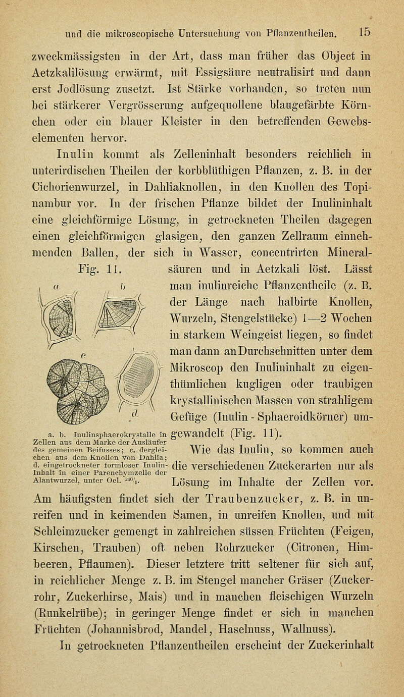 menden Ballen zweckmässigsten in der Art, dass man frülier das Object in Aetzkalilösuug erwärmt, mit Essigsäure neutralisirt und dann erst Jodlösung zusetzt. Ist Stärke vorhanden, so treten mm bei stärkerer Vergrösserung aufgequollene blaugefärbte Körn- chen oder ein blauer Kleister in den betreffenden Gewebs- elementen hervor. Inulin kommt als Zelleninhalt besonders reichlich in unterirdischen Theilen der korbblUthigen Pflanzen, z. B. in der Cichorienwurzel, in Dahliaknollen, in den Knollen des Topi- nambur vor. In der frischen Pflanze bildet der Inulininhalt eine gleichförmige Lösung, in getrockneten Theilen dagegen einen gleichförmigen glasigen, den ganzen Zellraum einneh- sich in Wasser, concentrirten Mineral- säuren und in Aetzkali löst. Lässt man inulinreiche Pflanzentheile (z. B. der Länge nach halbirte Knollen, Wurzeln, Stengelstücke) 1—2 Wochen in starkem Weingeist liegen, so findet man dann an Durchschnitten unter dem Mikroscop den Inulininhalt zu eigen- thümlichen kugligen oder traubigen krystallinischen Massen von strahligem Gefüge (Inulin - Sphaeroidkörner) um- a. b. Inulinsphaerokrystane in gCWaudclt (Fig. 11). Zellen aus dem Marke der Ausläufer t x t i i des gemeinen Beifusses; c. derglei- WlC daS Inulm, SO kommCn aUCh chen aus dem Knollen von Dahlia; d. eingetrockneter formloser Inulin- ^[q verschiedenen Zuckcrartcu uur als Inhalt in einer Parenchymzelle der Aiantwurzei, unter Gel. ^«/,. Lösuug im Inhalte dcr Zellen vor. Am häufigsten findet sich der Traubenzucker, z. B. in un- reifen und in keimenden Samen, in unreifen Knollen, und mit Schleimzucker gemengt in zahlreichen süssen Früchten (Feigen, Kirschen, Trauben) oft neben Eohrzucker (Citronen, Him- beeren, Pflaumen). Dieser letztere tritt seltener für sich auf, in reichlicher Menge z. B. im Stengel mancher Gräser (Zucker- rohr, Zuckerhirse, Mais) und in manchen fleischigen Wurzeln (Eunkelrübe); in geringer Menge findet er sich in manchen Früchten (Johannisbrod, Mandel, Haselnuss, Wallnuss). In getrockneten Pflanzentheilen erscheint der Zuckerinbalt