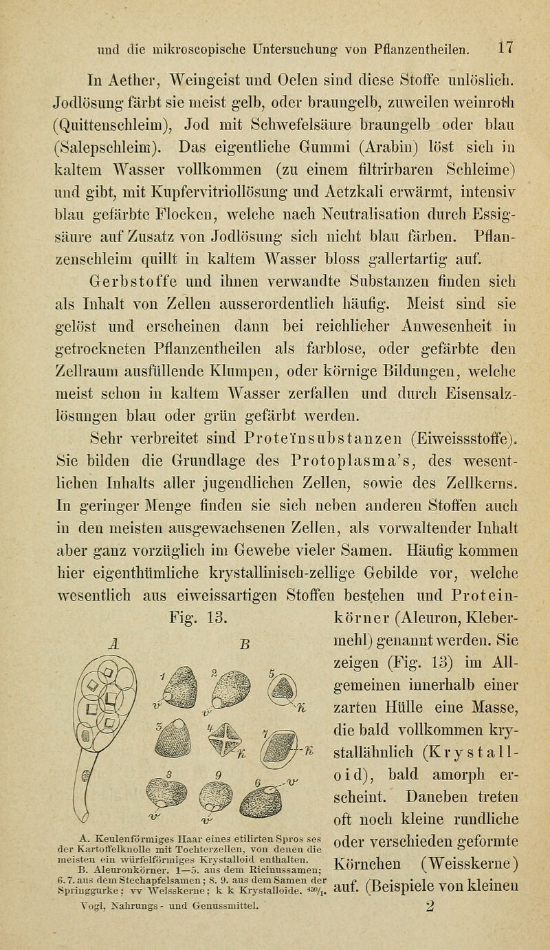 In Aether, Weingeist und Oelen sind diese Stoffe unlöslich. Jodlösung färbt sie meist gelb, oder braungelb, zuweilen weinrotb (Quittenschleim), Jod mit Schwefelsäure braungelb oder blau (Salepschleim). Das eigentliche Gummi (Arabin) löst sich in kaltem Wasser vollkommen (zu einem filtrirbareu Schleime) und gibt, mit Kupfervitriollösung und Aetzkali erwärmt, intensiv blau gefärbte Flocken, welche nach Neutralisation durch Essig- säure auf Zusatz von Jodlösuug sich nicht blau färben. Pfian- zenschleim quillt in kaltem Wasser bloss gallertartig auf. Gerbstoffe und ihnen verwandte Substanzen finden sich als Inhalt von Zellen ausserordentlich häufig. Meist sind sie gelöst und erscheinen dann bei reichlicher Anwesenheit in getrockneten Pflanzentheilen als farblose, oder gefärbte den Zellraum ausfüllende Klumpen, oder körnige Bildungen, welche meist schon in kaltem Wasser zerfallen und durch Eisensalz- lösungen blau oder grün gefärbt werden. Sehr verbreitet sind Proteinsubstanzen (Eiweissstoffe). Sie bilden die Grundlage des Protoplasma's, des wesent- lichen Inhalts aller jugendlichen Zellen, sowie des Zellkerns. In geringer Menge finden sie sich neben anderen Stoffen auch in den meisten ausgewachsenen Zellen, als vorwaltender Inhalt aber ganz vorzüglich im Gewebe vieler Samen. Häufig kommen hier eigenthümliche kiystallinisch-zellige Gebilde vor, welche wesentlich aus eiweissartigen Stoffen bestehen und Protein- Fig. 13. körner (Aleuron, Kleber- mehl) genannt werden. Sie zeigen (Fig. 13) im All- gemeinen innerhalb einer zarten Hülle eine Masse, die bald vollkommen kry- stallähnlich (K r y s t a 11 - oid), bald amorph er- scheint. Daneben treten oft noch kleine rundliche A ^- iE^euIenfdrmiges Haar eines etilirtenSpros ses ^ß^^y VCrSChicden gcformtC der KartoöelknoUe mit Tochterzellen, von denen die  meisten ein ^vürfelförmiges Krystalloid enthalten. B. Aleuronkörner. 1—ö. ans dem Ricinussamen; Körnchen (Weisskerne) 6.7. aus dem Stechapfelsameu; 8. 9. aus dem Samen der iuggurke; w Welsskerue; k k Krys Vogl, Xahrungs - und Geuussmittel. laptelsameu; S. y. aus aem toamen der n /'RmeT^iplp vnvi klpiTIPll Spi-iuggurke; w Welsskerue; k k Krystallolde. ■''^h. ^UI. (^ßClSpieie VOU KieineU