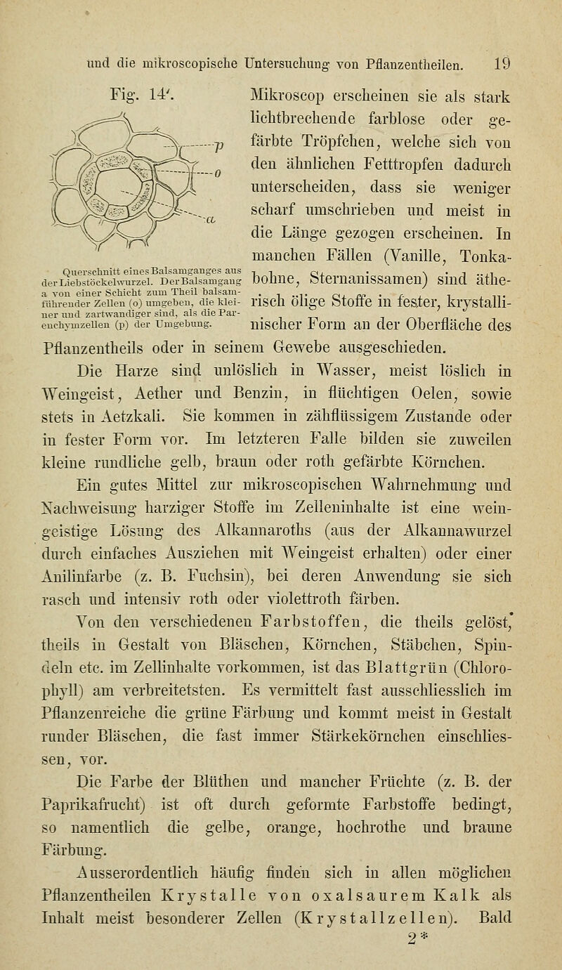 Fig. 14'. Mikroscop erscheinen sie als stark ^^::==^ licbtbrechende farblose oder ge- IC Jf j^ p färbte Tröpfchen, welche sich von Y /^^0^^^^^IS^(q den ähnlichen Fetttropfen dadurch i^^^^SL ''--/inSj^ unterscheiden, dass sie weniger 1 y^^^^^C^'^---. scharf umschrieben und meist in ^^^\J/C-_^ die Länge gezogen erscheinen. In manchen Fällen (Vanille, Tonka- Querschnitt einesBalsamganges aus , -, o, . \ • i ..ji dei-Liebstöckeiwuizei. DerBaisamgaug Doünc, fetemanissamen) smd athe- a You einer Schicht zum Theil baisam- .,..,. oj. _a> • r- j i , n. tiihreuder Zellen (o) umgeben, die klei- TlSCh OllgC fetOÖe lU leatcr, Krystalll- uer und zartwandiger sind, als die Par- . i ^m n enchymzeiien (p) der Umgebung. nischcr 1^ orm au dcr Obcriläche des Pflanzentheils oder in seinem Gewebe ausgeschieden. Die Harze sind unlöslich in Wasser, meist löslich in Weingeist, Aether und Benzin, in flüchtigen Oelen, sowie stets in Aetzkali. Sie kommen in zähflüssigem Zustande oder in fester Form vor. Im letzteren Falle bilden sie zuweilen kleine rundliche gelb, braun oder roth gefärbte Körnchen. Ein gutes Mittel zur mikroscopischen Wahrnehmung und Kachweisung harziger Stoife im Zelleuinhalte ist eine wein- geistige Lösung des Alkannaroths (aus der Alkannawurzel durch einfaches Ausziehen mit Weingeist erhalten) oder einer Anilinfarbe (z. B. Fuchsin), bei deren Anwendung sie sich rasch und intensiv roth oder \dolettroth färben. Von den verschiedenen Farbstoffen, die theils gelöst' theils in Gestalt von Bläschen, Körnchen, Stäbchen, Spin- deln etc. im Zellinhalte vorkommen, ist das Blattgrün (Chloro- phyll) am verbreitetsten. Es vermittelt fast ausschliesslich im Pflanzenreiche die grüne Färbung und kommt meist in Gestalt runder Bläschen, die fast immer Stärkekörnchen einschlies- sen, vor. Die Farbe der Blüthen und mancher Früchte (z. B. der Paprikafrucht) ist oft durch geformte Farbstoffe bedingt, so namentlich die gelbe, orange, hoehrothe und braune Färbung. Ausserordentlich häufig finden sich in allen möglichen Pflanzentheilen Krystalle von oxalsaurem Kalk als Inhalt meist besonderer Zellen (Kry stallz eilen). Bald 2*