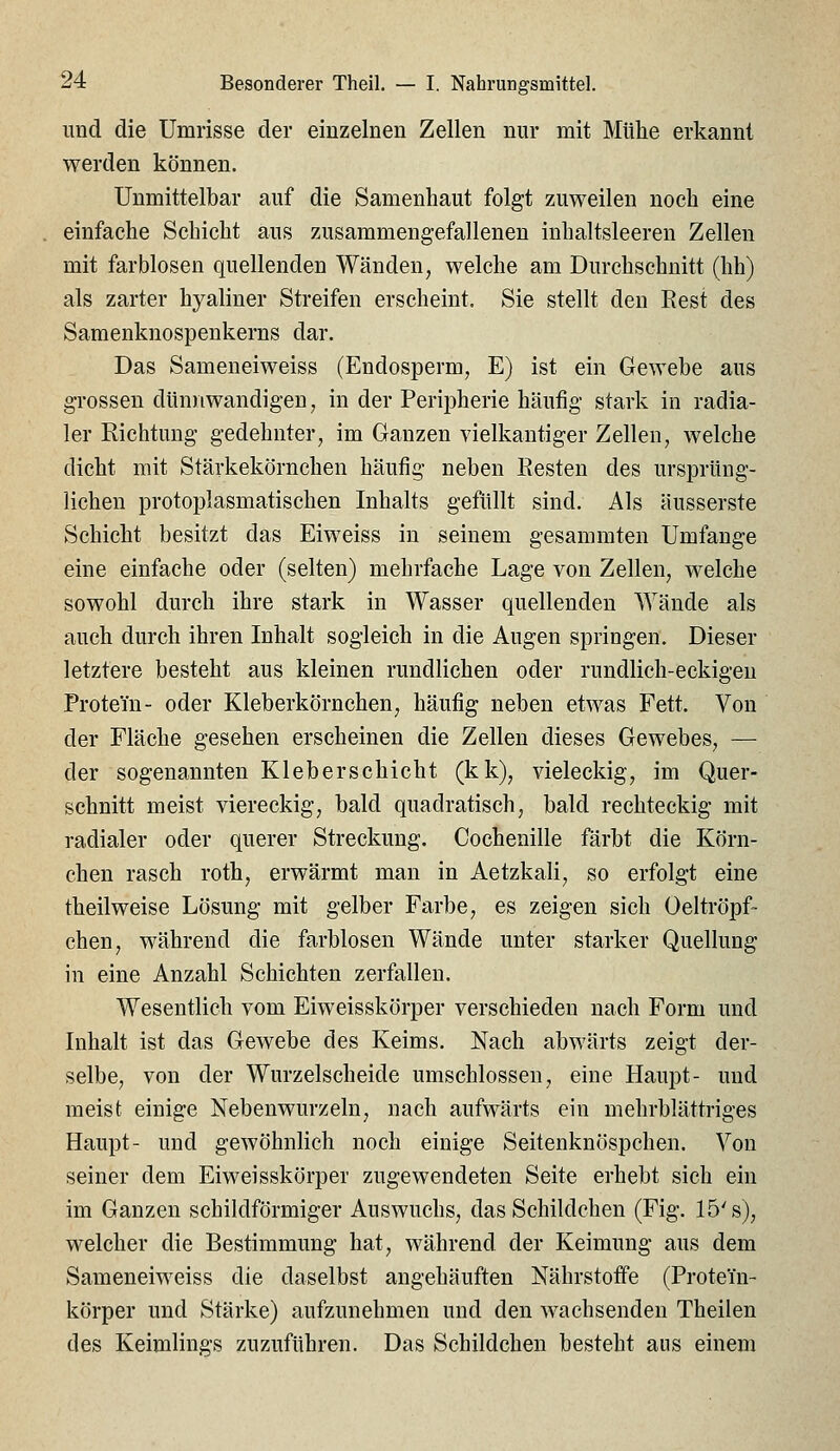 und die Umrisse der einzelnen Zellen nur mit Mühe erkannt werden können. Unmittelbar auf die Samenliaut folgt zuweilen noch eine einfache Schicht aus zusammengefallenen inhaltsleeren Zellen mit farblosen quellenden Wänden, welche am Durchschnitt (hh) als zarter hyaliner Streifen erscheint. Sie stellt den Rest des Samenknospenkerns dar. Das Sameneiweiss (Endosperm, E) ist ein Gewebe aus grossen dünnwandigen, in der Peripherie häufig stark in radia- ler Richtung gedehnter, im Ganzen vielkantiger Zellen, welche dicht mit Stärkekörnchen häufig neben Resten des ursprung- lichen protoplasmatischen Inhalts gefüllt sind. Als äusserste Schicht besitzt das Eiweiss in seinem gesammten Umfange eine einfache oder (selten) mehrfache Lage von Zellen, welche sowohl durch ihre stark in Wasser quellenden Wände als auch durch ihren Inhalt sogleich in die Augen springen. Dieser letztere besteht aus kleinen rundlichen oder rundlich-eckigen Protein- oder Kleberkörnchen, häufig neben etwas Fett. Von der Fläche gesehen erscheinen die Zellen dieses Gewebes, — der sogenannten Kleberschicht (kk), vieleckig, im Quer- schnitt meist viereckig, bald quadratisch, bald rechteckig mit radialer oder querer Streckung. Cochenille färbt die Körn- chen rasch roth, erwärmt man in Aetzkali, so erfolgt eine theilweise Lösung mit gelber Farbe, es zeigen sich Oeltröpf- chen, während die farblosen Wände unter starker Quellung in eine Anzahl Schichten zerfallen. Wesentlich vom Eiweisskörper verschieden nach Form und Inhalt ist das Gewebe des Keims. Nach abwärts zeigt der- selbe, von der Wurzelscheide umschlossen, eine Haupt- und meist einige Nebenwurzeln, nach aufwärts ein mehrblättriges Haupt- und gewöhnlich noch einige Seitenknöspchen. Von seiner dem Eiweisskörper zugewendeten Seite erhebt sich ein im Ganzen schildförmiger Auswuchs, das Schildchen (Fig. 15's), welcher die Bestimmung hat, während der Keimung aus dem Sameneiweiss die daselbst angehäuften Nährstoffe (Protein- körper und Stärke) aufzunehmen und den wachsenden Theilen des Keimlings zuzuführen. Das Schildchen besteht aus einem