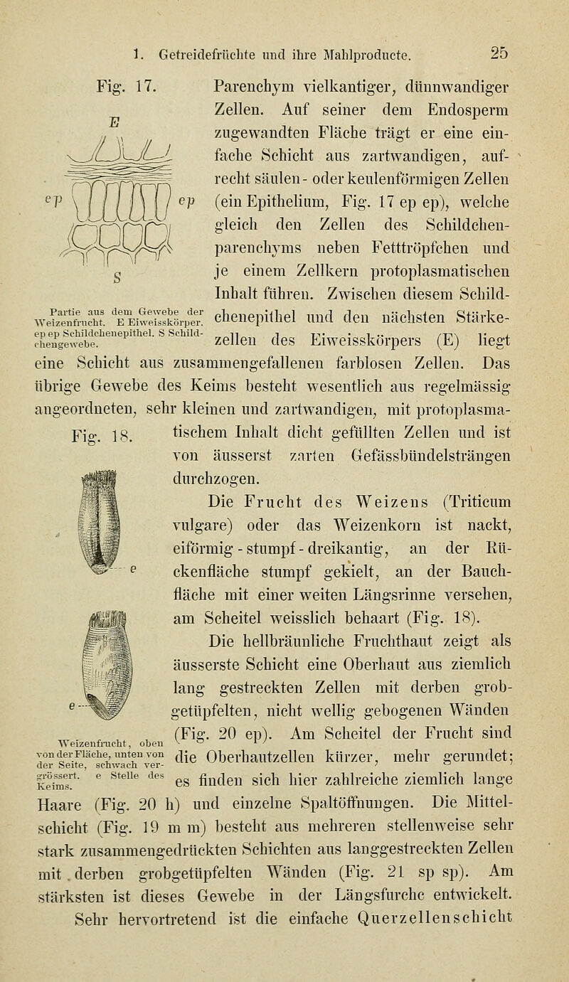 Fig. 17. Parenchym vielkantiger, dünnwandiger Zellen. Auf seiner dem Endosperm zugewandten Fläche trägt er eine ein- fache Schicht aus zartwandigen, auf- recht Säulen- oder keulenförmigen Zellen (ein Epithelium, Fig. 17 ep ep), welche gleich den Zellen des Schildchen- parenchyms neben Fetttröpfchen und je einem Zellkern protoplasmatischen Inhalt führen. Zwischen diesem Schild- chenepithel und den nächsten Stärke- zellen des Eiweisskörpers (E) liegt eine Schicht aus zusammengefallenen farblosen Zellen. Das übrige Gewebe des Keims besteht wesentlich aus regelmässig angeordneten, sehr kleinen und zartwandigen, mit protoplasma- s Partie aus dem Gewebe der Weizenfnicht. E Eiweisskörper. ep ep Scliildchenepithel. S Schild- ciiensewebe. Fig. 18. tischem Inhalt dicht gefüllten Zellen und ist von äusserst znrten Gefässbündelsträngen durchzogen. Die Frucht des Weizens (Triticum vulgare) oder das Weizenkorn ist nackt, eiförmig-stumpf-dreikantig, an der Rü- ckenfläche stumpf gekielt, an der Bauch- fläche mit einer weiten Längsrinne versehen, am Scheitel weisslich behaart (Fig. 18). Die hellbräunliche Fruchthaut zeigt als äusserste Schicht eine Oberhaut aus ziemlich lang gestreckten Zellen mit derben grob- getüpfelten, nicht wellig gebogenen Wänden (Fig. 20 ep). Am Scheitel der Frucht sind Weizenfnicht, oben v o i / von deiFiäciie unten von (-|jg Oberhautzellcu kürzcr, mehr gerundet; der Seite, schwacli ver- 70; |iö_s^rt. e Stelle des ^^ fincleu sich hlcr zahlreiche ziemlich lange Haare (Fig. 20 h) und einzelne Spaltöffnungen. Die Mittel- schiclit (Fig. 19 mm) besteht aus mehreren stellenweise sehr stark zusammengedrückten Schichten aus langgestreckten Zellen mit,derben grobgetUpfelten Wänden (Fig. 21 sp sp). Am stärksten ist dieses Gewebe in der Längsfurchc entwickelt. Sehr hervortretend ist die einfache Querzellenschicht