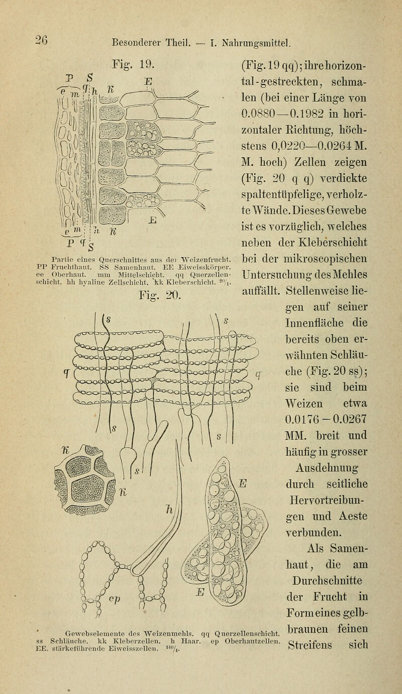 Partie eines Querschnittes aits der Weizenfruclit. PP Fruchtliaut. SS Samenhant. EE Eiweisskörper. ee Oberhaut. mm Mittelschicht. qq Querzelleu- schicht. hh hyaline Zellschicht, \k Klebersehicht. ^A. Fig. 20. Fig. 19. (Fig. 19 qq); ihre horizon- tal - gestreckten, schma- len (bei einer Länge von 0.0880—0.1982 in hori- zontaler Richtung, höch- stens 0,0220—0.0264 M. M. hoch) Zellen zeigen (Fig. 20 q q) verdickte spaltentüpfelige, verholz- te Wände. Dieses Gewebe ist es vorzüglich, -welches neben der Klebersehicht bei der mikroscopischen Untersuchung desMehles auffällt. Stellenweise lie- gen auf seiner Innenfläche die bereits oben er- wähnten Schläu- che (Fig. 20 ss) 5 sie sind beim Weizen etwa 0.0176-0.0267 MM. breit und häufig in grosser Ausdehnung durch seitliche Hervortreibun- gen und Aeste verbunden. Als Samen- haut , die am Durchschnitte der Frucht in Formeines gelb- Gewebselemente des Weizenmehls, qq Querzellenschicht. OraUnCn iCmen Schläuche, kk Kleberzellen, h Haar, ep Oberhautzellen. Qf,,Qi-f*ono air>li •:. stärketührendc Eiweisszellen. '«/,. OllCllCllis blCU