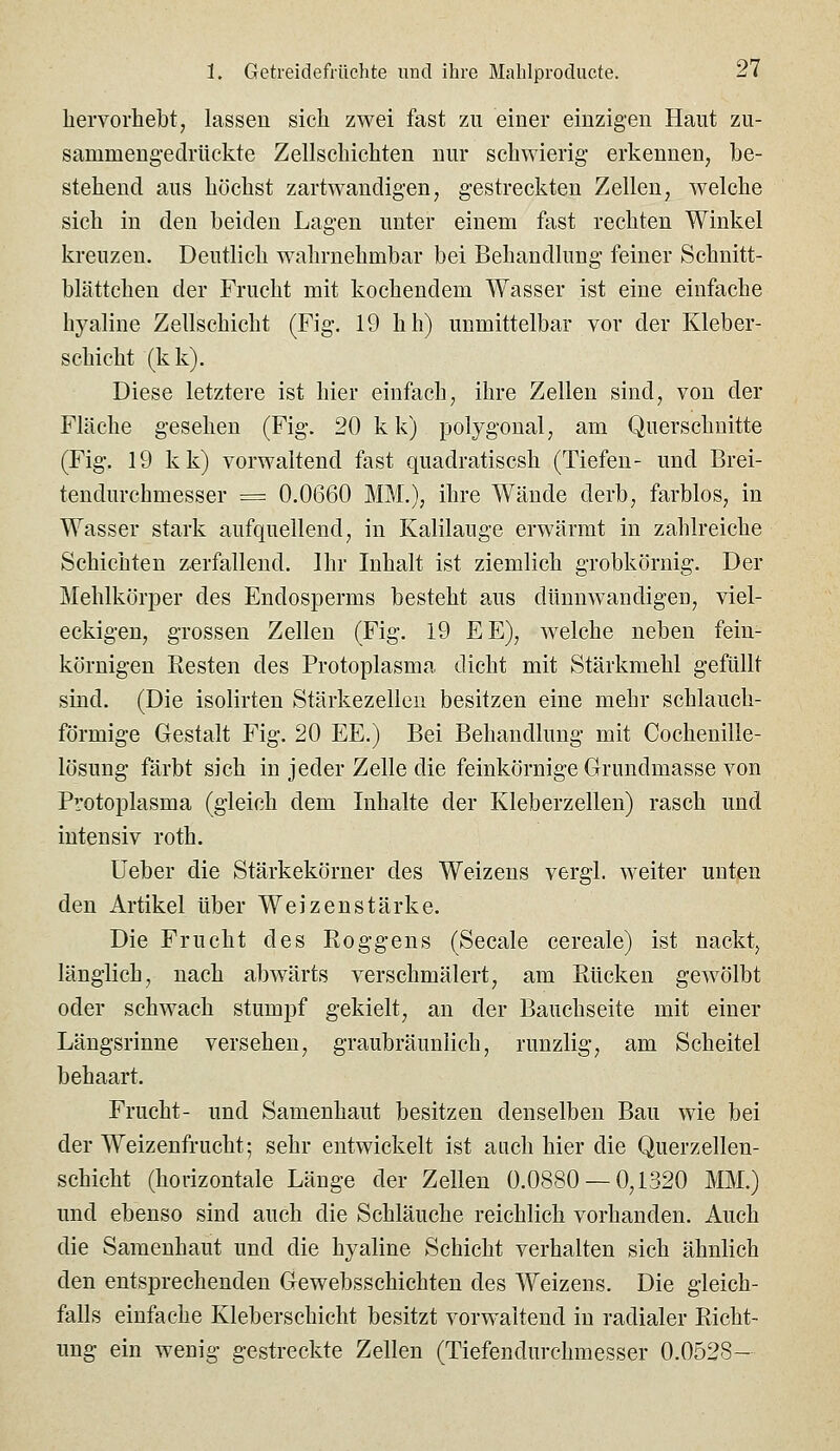 hervorhebtj lassen sich zwei fast zu einer einzigen Haut zu- sammengedrückte Zellschichten nur schwierig erkennen, be- stehend ans höchst zartwandigen, gestreckten Zellen, welche sich in den beiden Lagen unter einem fast rechten Winkel kreuzen. Deutlich wahrnehmbar bei Behandlung feiner Schnitt- blättchen der Frucht mit kochendem Wasser ist eine einfache hyaline Zellschicht (Fig. 19 hh) unmittelbar vor der Kleber- schicht (kk). Diese letztere ist hier einfach, ihre Zellen sind, von der Fläche gesehen (Fig. 20 k k) polygonal, am Querschnitte (Fig. 19 kk) vorwaltend fast quadratiscsh (Tiefen- und Brei- tendurchmesser = 0.0660 MM.), ihre Wände derb, farblos, in Wasser stark aufquellend, in Kalilauge erwärmt in zahlreiche Schichten zerfallend. Ihr Inhalt ist ziemlich grobkörnig. Der Mehlkörper des Endosperms besteht aus dünnwandigen, viel- eckigen, grossen Zellen (Fig. 19 EE), welche neben fein- körnigen Besten des Protoplasma dicht mit Stärkmehl gefüllt sind. (Die isolirten Stärkezellen besitzen eine mehr schlauch- förmige Gestalt Fig. 20 EE.) Bei Behandlung mit Cochenille- lösung färbt sich in jeder Zelle die feinkörnige Grundmasse von Protoplasma (gleich dem Inhalte der Kleberzellen) rasch und intensiv roth. lieber die Stärkekörner des Weizens vergl. weiter unten den Artikel über Weizen stärke. Die Frucht des Roggens (Seeale cereale) ist nackt, länglich, nach abwärts verschmälert, am Rücken gewölbt oder schwach stumpf gekielt, an der Bauchseite mit einer Längsrinne versehen, graubräunlieh, runzlig, am Scheitel behaart. Frucht- und Samenhaut besitzen denselben Bau wie bei der Weizenfrucht; sehr entwickelt ist auch hier die Querzellen- schicht (horizontale Länge der Zellen 0.0880 — 0,1320 MM.) und ebenso sind auch die Schläuche reichlich vorhanden. Auch die Saraenhaut und die hyaline Schicht verhalten sich ähnlich den entsprechenden Gewebsschichten des Weizens. Die gleich- falls einfache Kleberschicht besitzt vorwaltend in radialer Richt- ung ein wenig gestreckte Zellen (Tiefendurchmesser 0.0528-